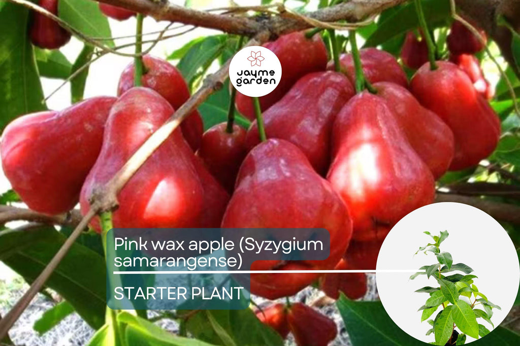 Pink Wax Apple Tree (Syzygium samarangense) Live Fruit Plant 1’-2’ Tall | Sweet Tropical Fruit Seedling