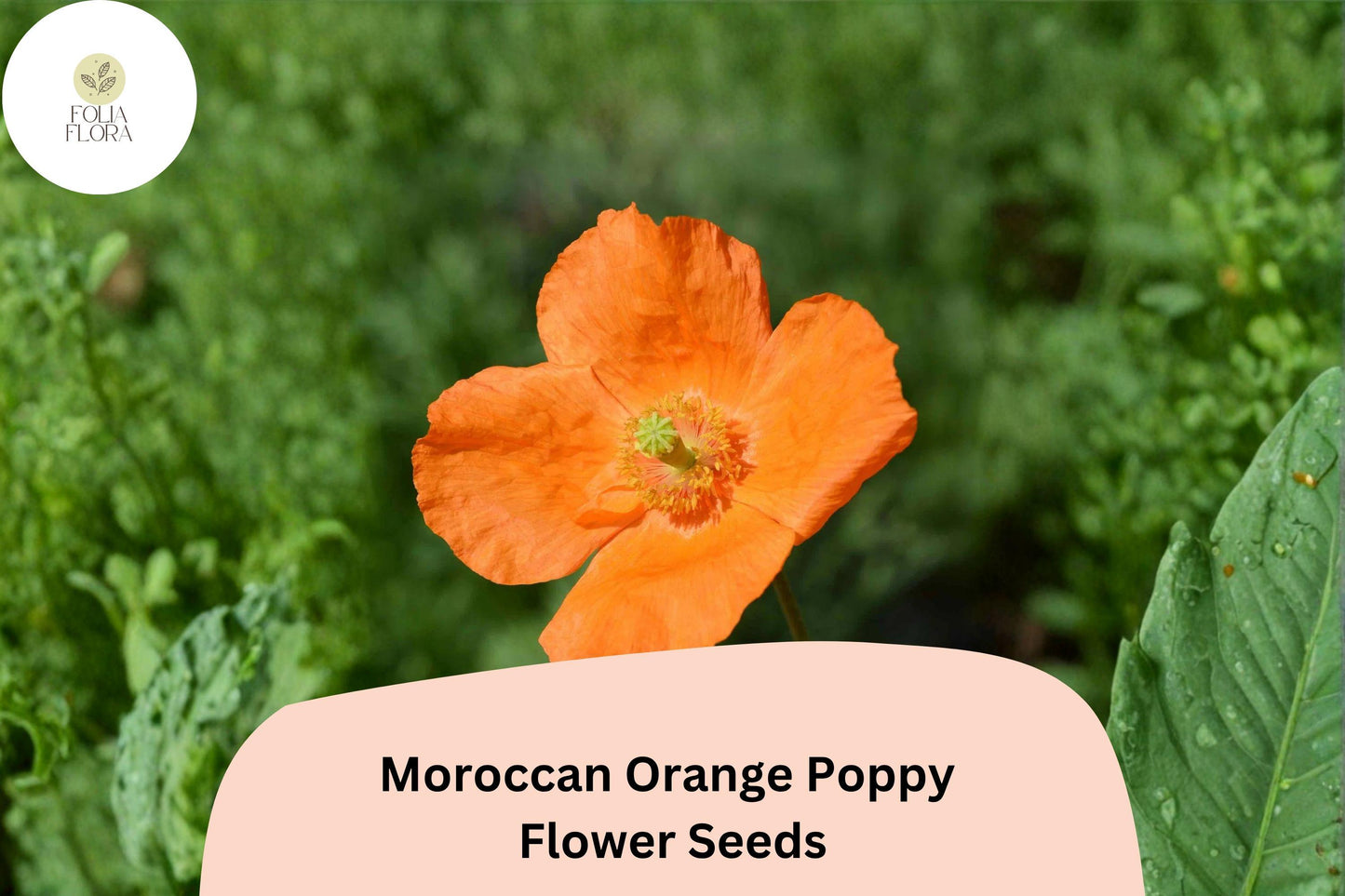 200+ Moroccan Orange Poppy Seeds for Garden Planting – Vibrant Orange Blooms, Easy to Grow Wildflowers