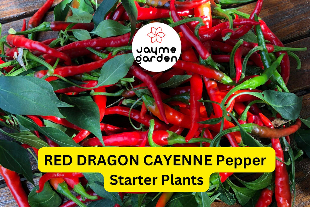 3 Red Dragon Cayenne Pepper Starter Plants - Spicy & High Yield Chili - Great for Hot Sauce, Drying, Cooking