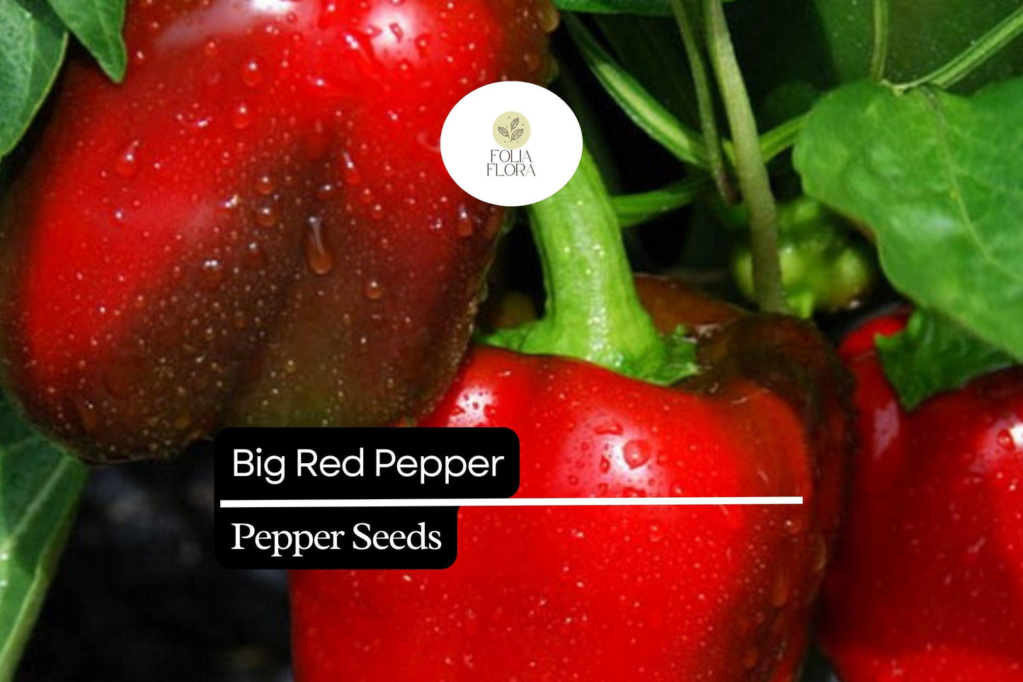 25 Big Red Pepper Seeds – Capsicum annuum – Sweet, Thick-Walled, High-Yielding, Perfect for Stuffing