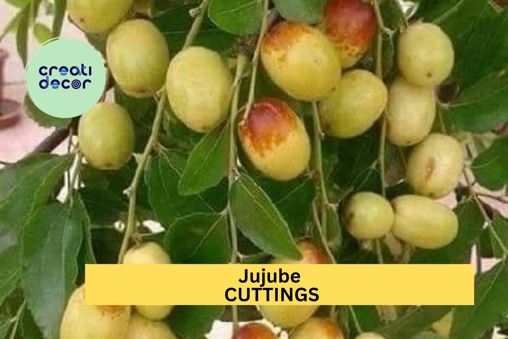 5 Sherwood Jujube Cuttings – Chinese Red Date / Tao Tau / Hong Zao – Unrooted Hardwood for Grafting or Propagation – USA