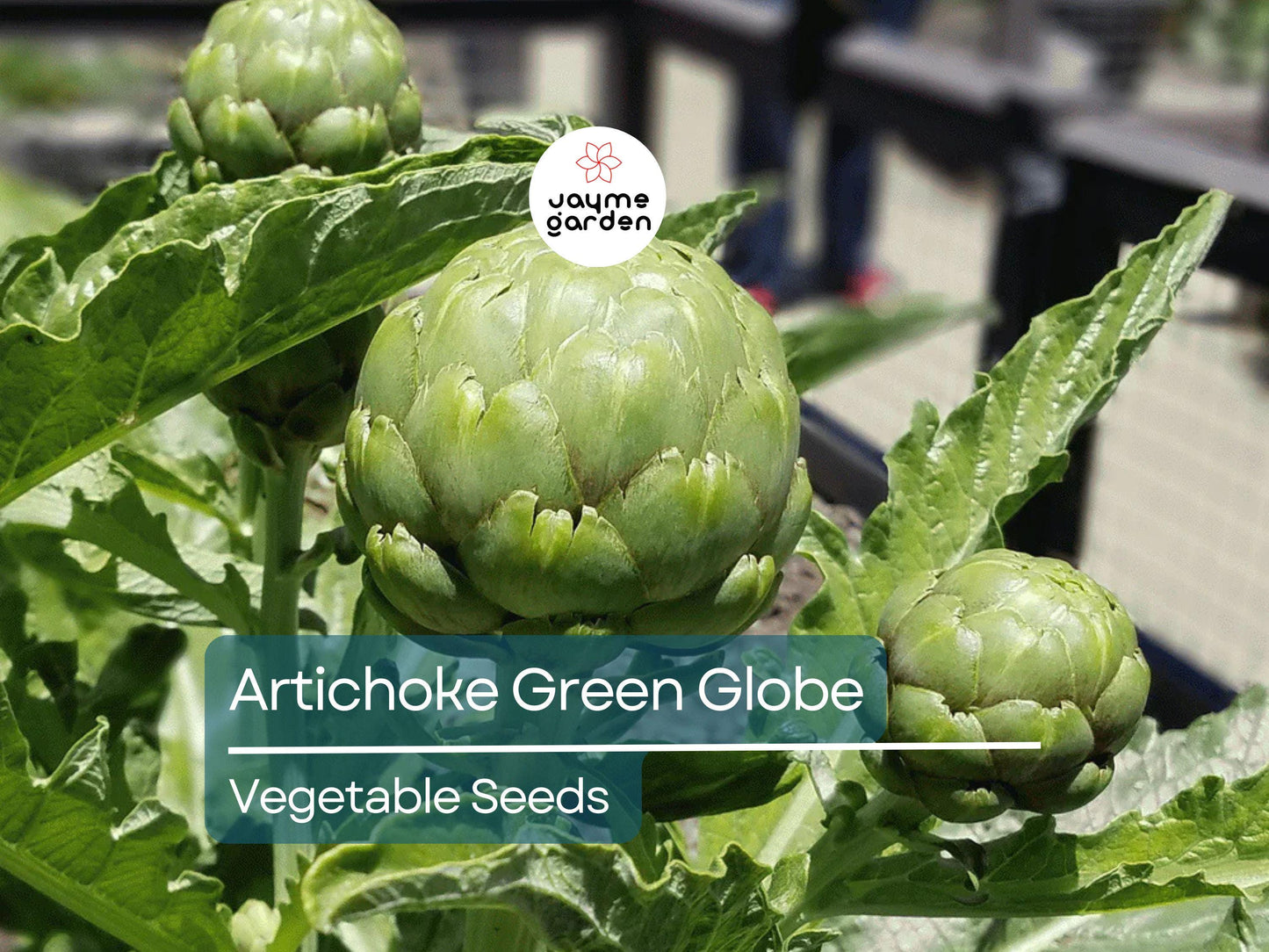500mg Artichoke Seeds for Planting - Green Globe Variety - Heirloom Edible Perennial for Gardens, Containers, & Landscaping
