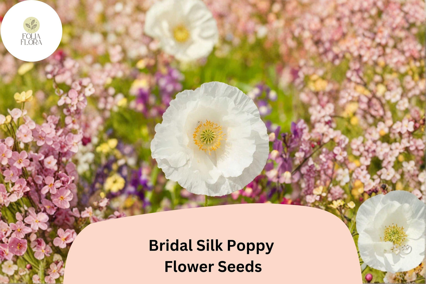 200+ Bridal Silk Poppy Seeds | Papaver rhoeas | White Elegant Blooms | Easy Annual Garden Flower Seeds