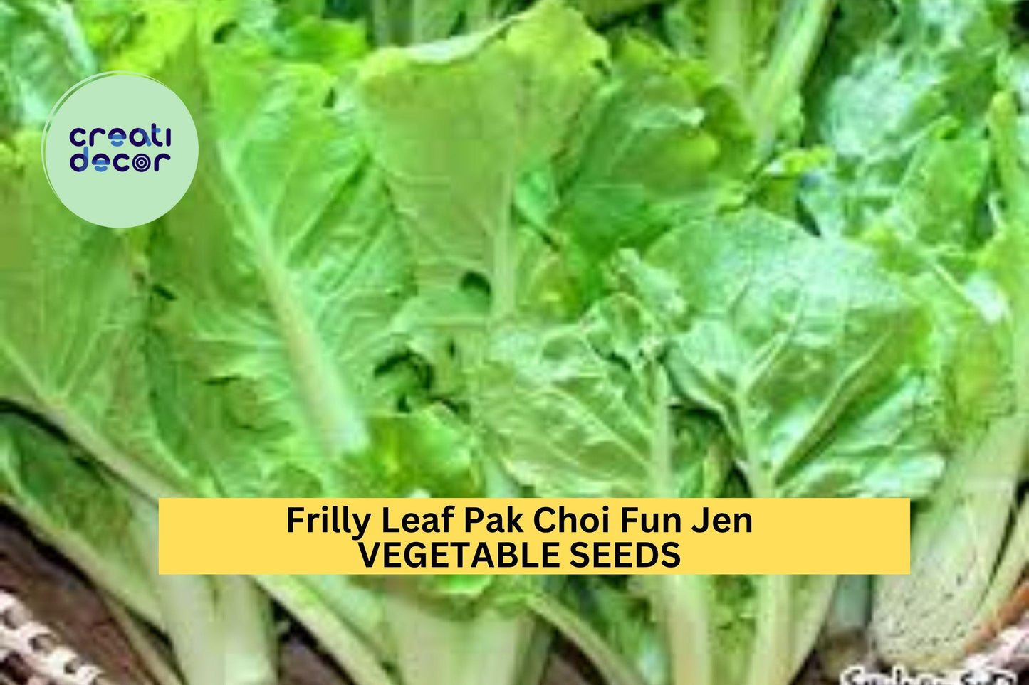 3pcs of 500mg Frilly Leaf Pak Choi Fun Jen Seeds – Hybrid Asian Greens for Crisp Salads, Stir-Fries & Home Gardens Seeds for Planting