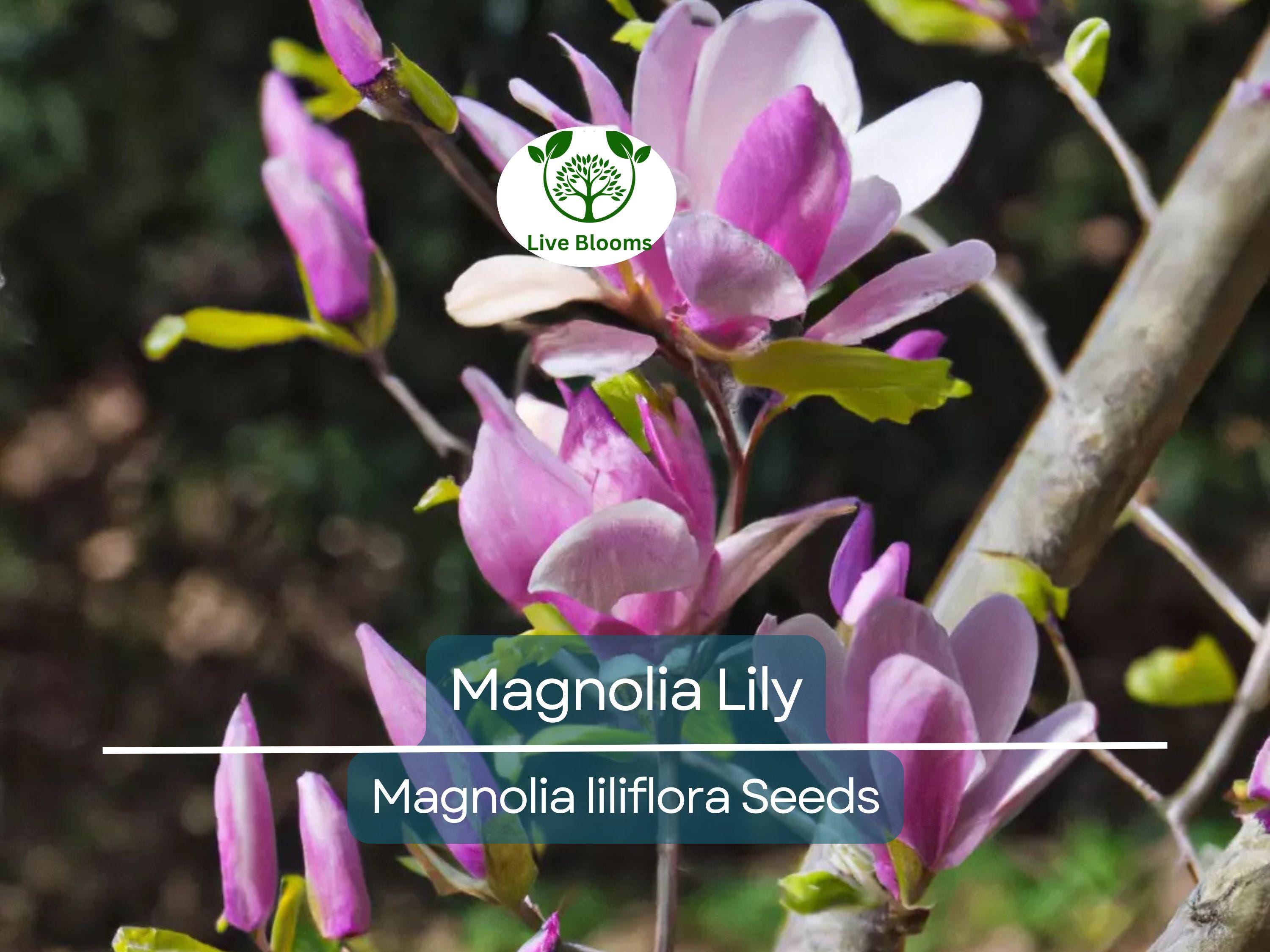 10 Magnolia Lily Seeds (Magnolia liliflora) | Pink Flowering Tree, Beautiful Blooms, Hardy Perennial for Garden & Landscape