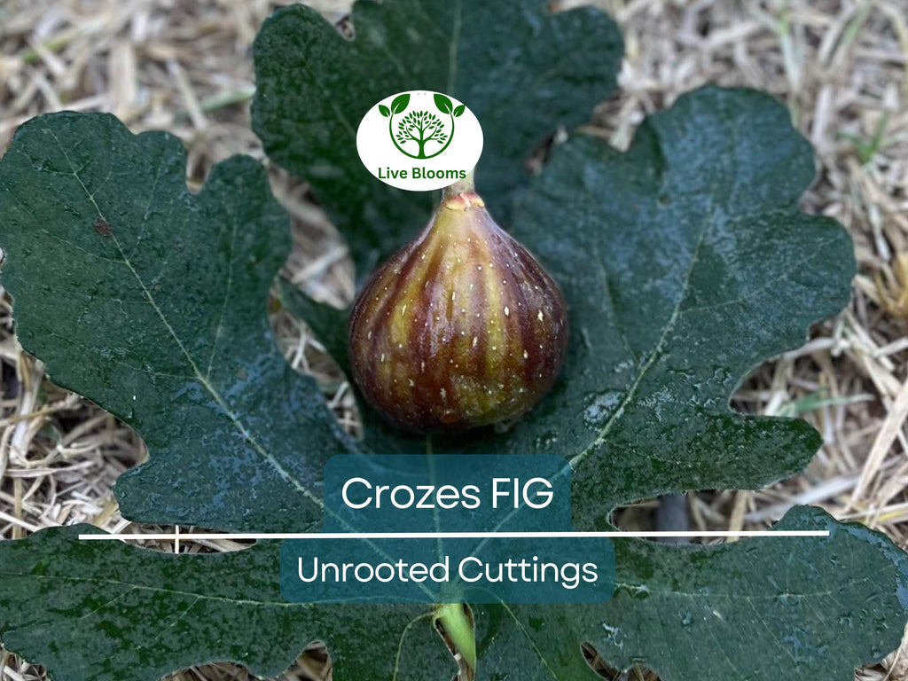 1 Fig Tree “Crozes” Cold Hardy Unrooted Cutting, 6-8 Inches, Perfect for Propagation, Grow Your Own Fig Tree, Cold Tolerant