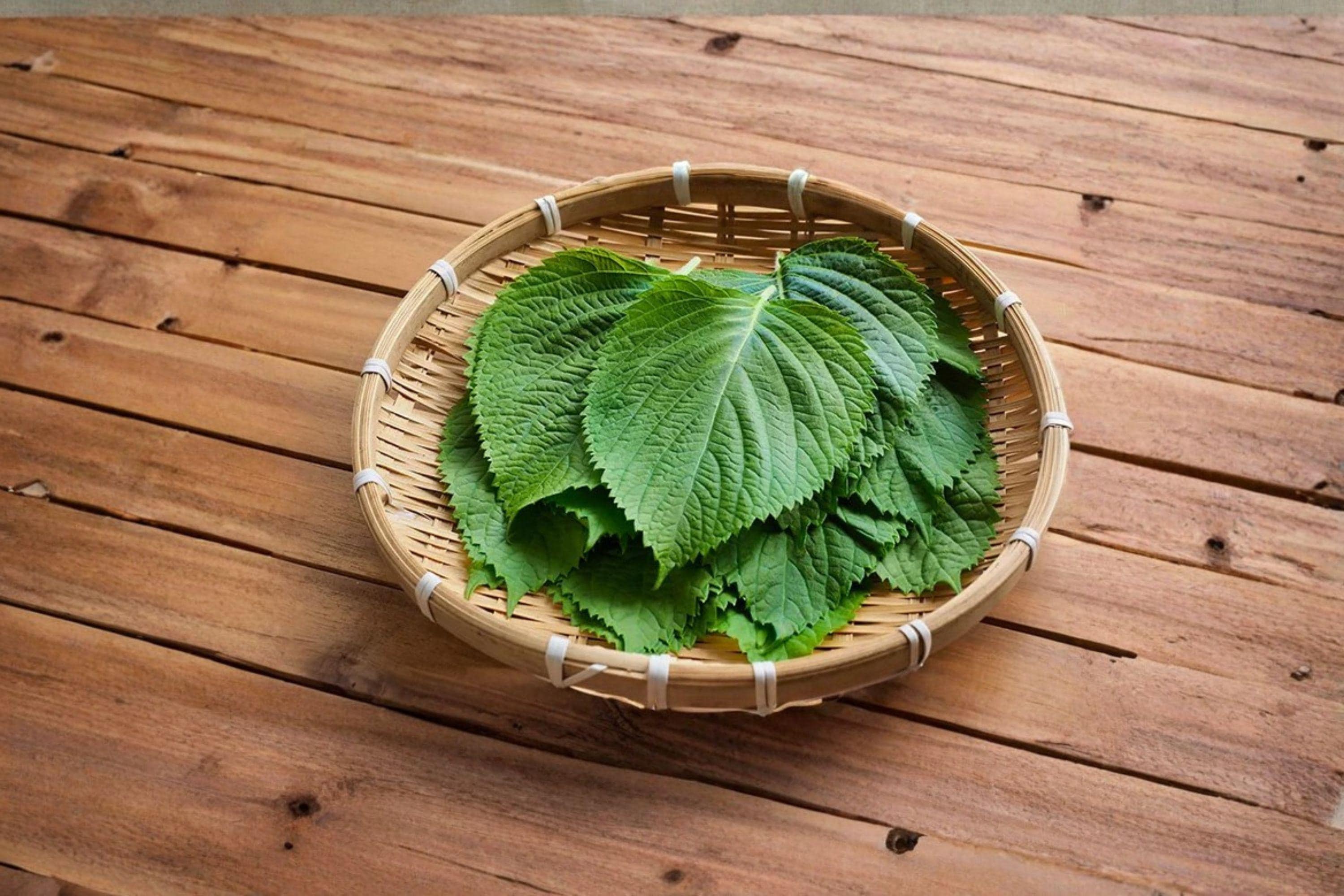 Perilla (Shiso) – Korean Perilla Herb 400 Seeds | Traditional Asian Herb | Aromatic Leaves | Culinary & Medicinal Use