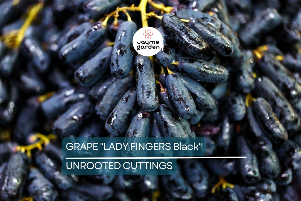 Ladyfingers Black Grape Cuttings | 3 Unrooted Scion Wood | Fresh, Organic Waxed Ends | Easy to Root | Sweet, Long-Shaped Grapes Vine