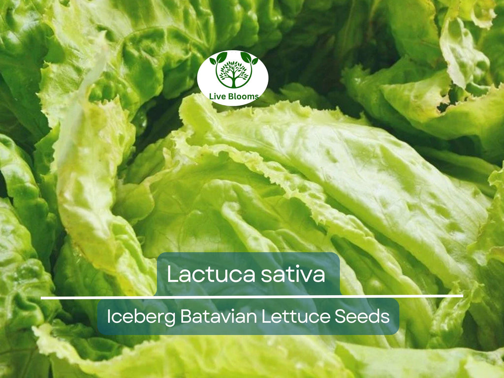 700 Seeds Iceberg Batavian Lettuce – Lactuca sativa | Heirloom Heading Lettuce Seeds for Planting & Crisp, Fresh Harvests