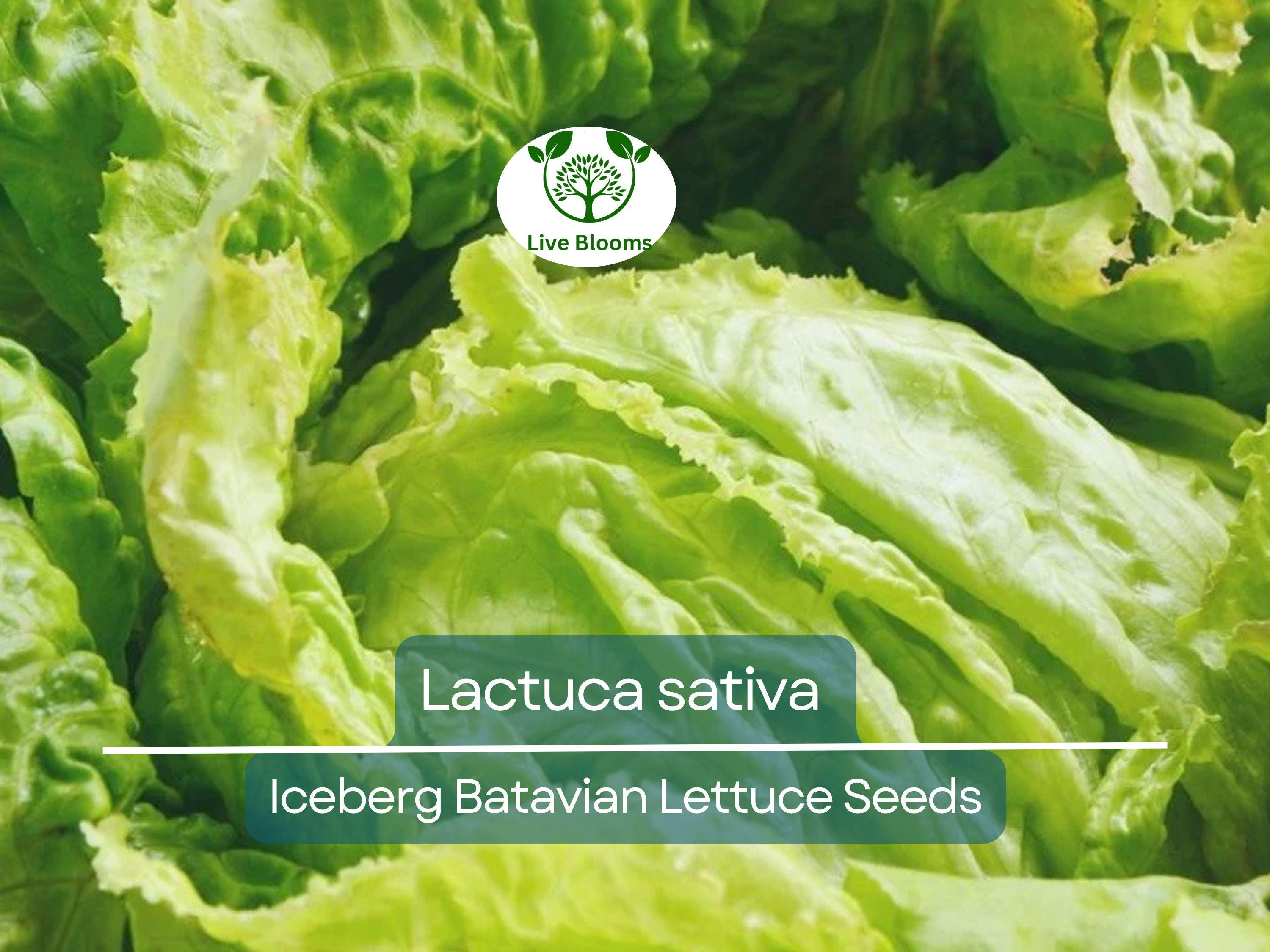 700 Seeds Iceberg Batavian Lettuce – Lactuca sativa | Heirloom Heading Lettuce Seeds for Planting & Crisp, Fresh Harvests