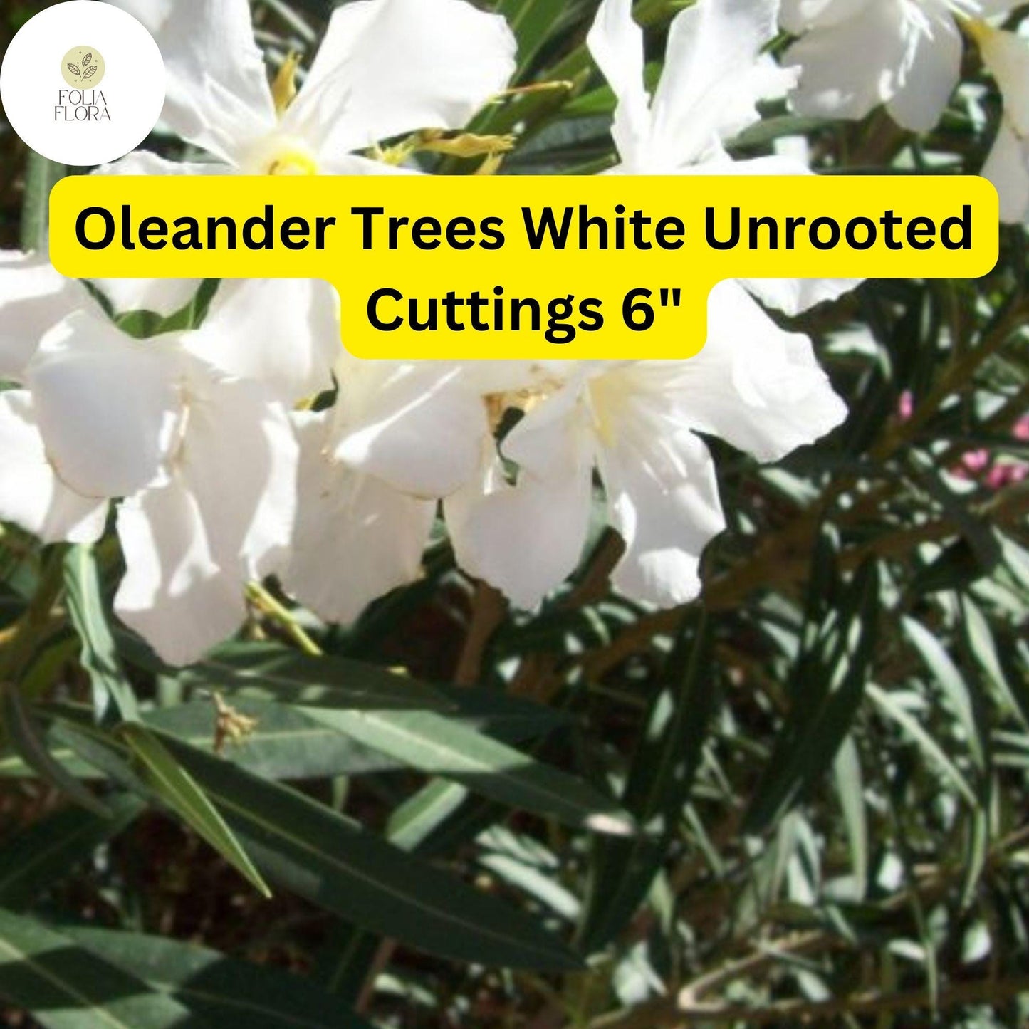Oleander Tree ‘White’ | 7 Live 6” Unrooted Cuttings | Fast-Growing, Drought-Tolerant, Fragrant White Flowers, Easy-Care