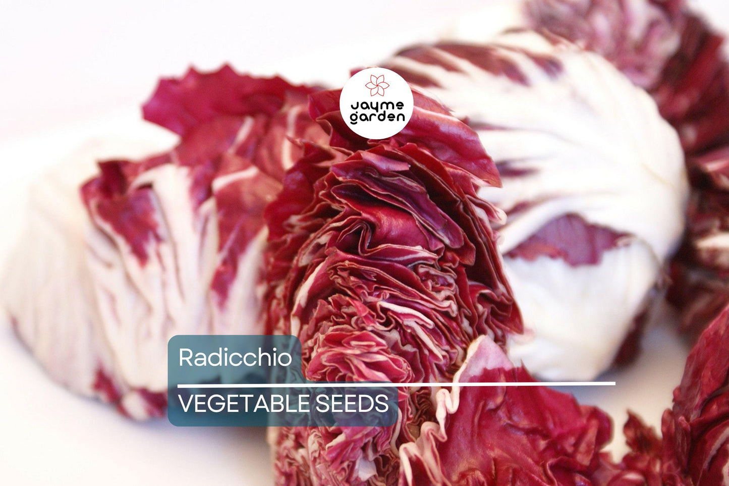 500 Radicchio Seeds - Palla Rosa Heirloom, Non-GMO, Italian Chicory, USA Seller