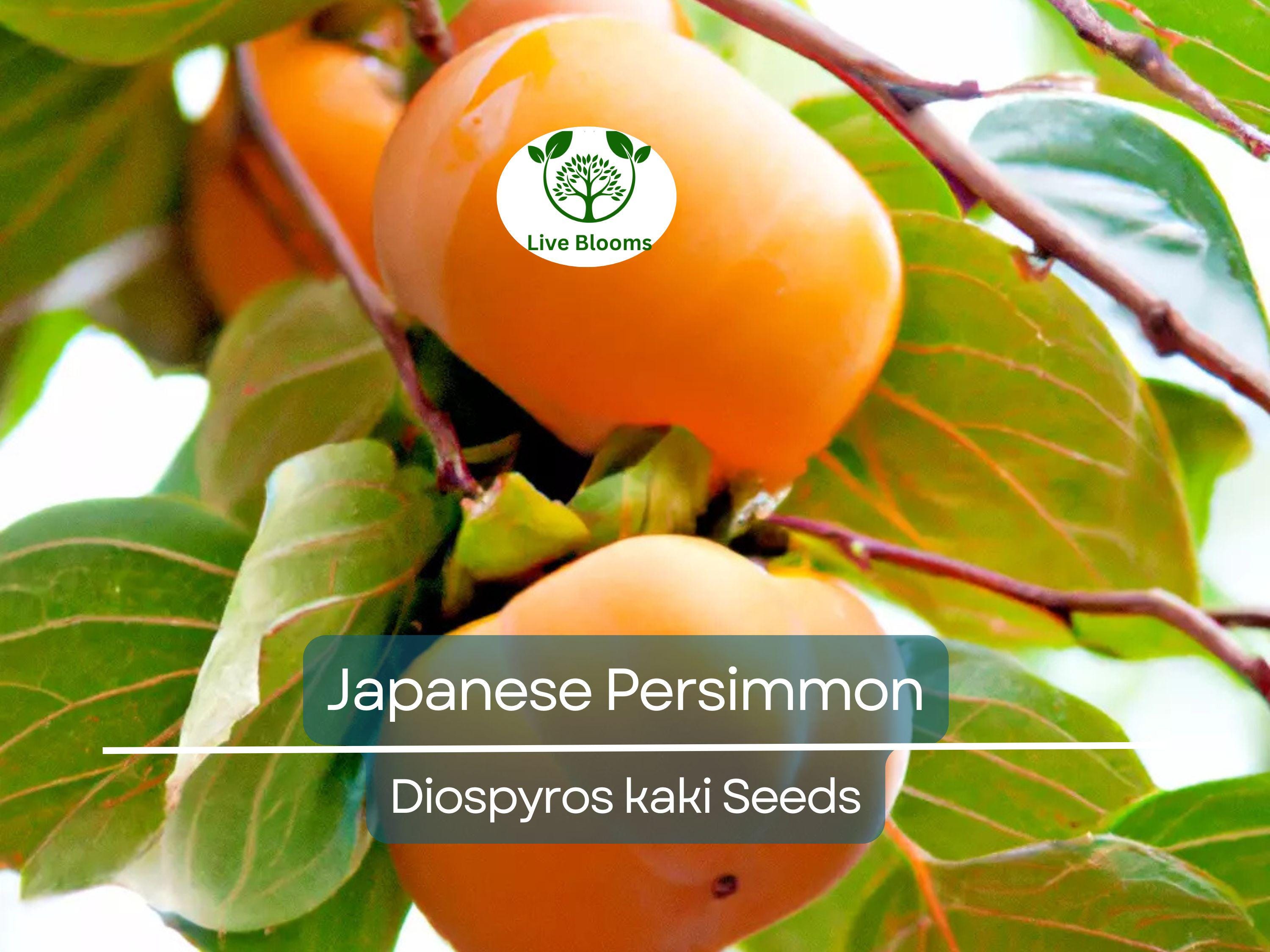 5 Japanese Persimmon Seeds (Diospyros kaki) - Edible Fruit Tree, Sweet, Nutritious Fruit for Garden or Orchard - Non-GMO, Easy to Grow