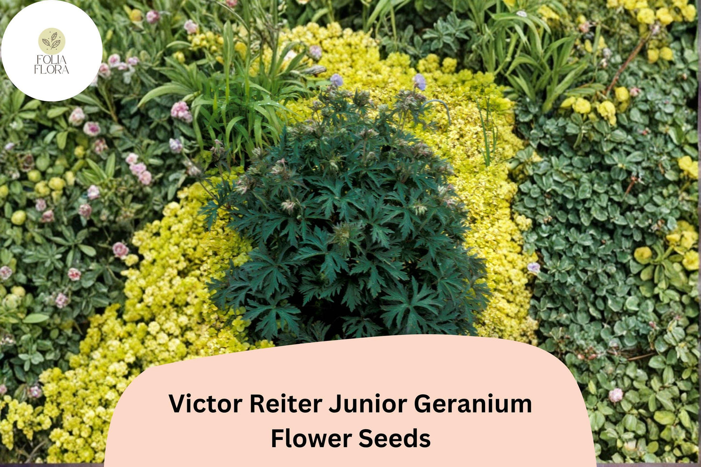 25+ Victor Reiter Junior Geranium Seeds | Hardy Perennial Cranesbill | Green Blooms for Garden Borders and Beds
