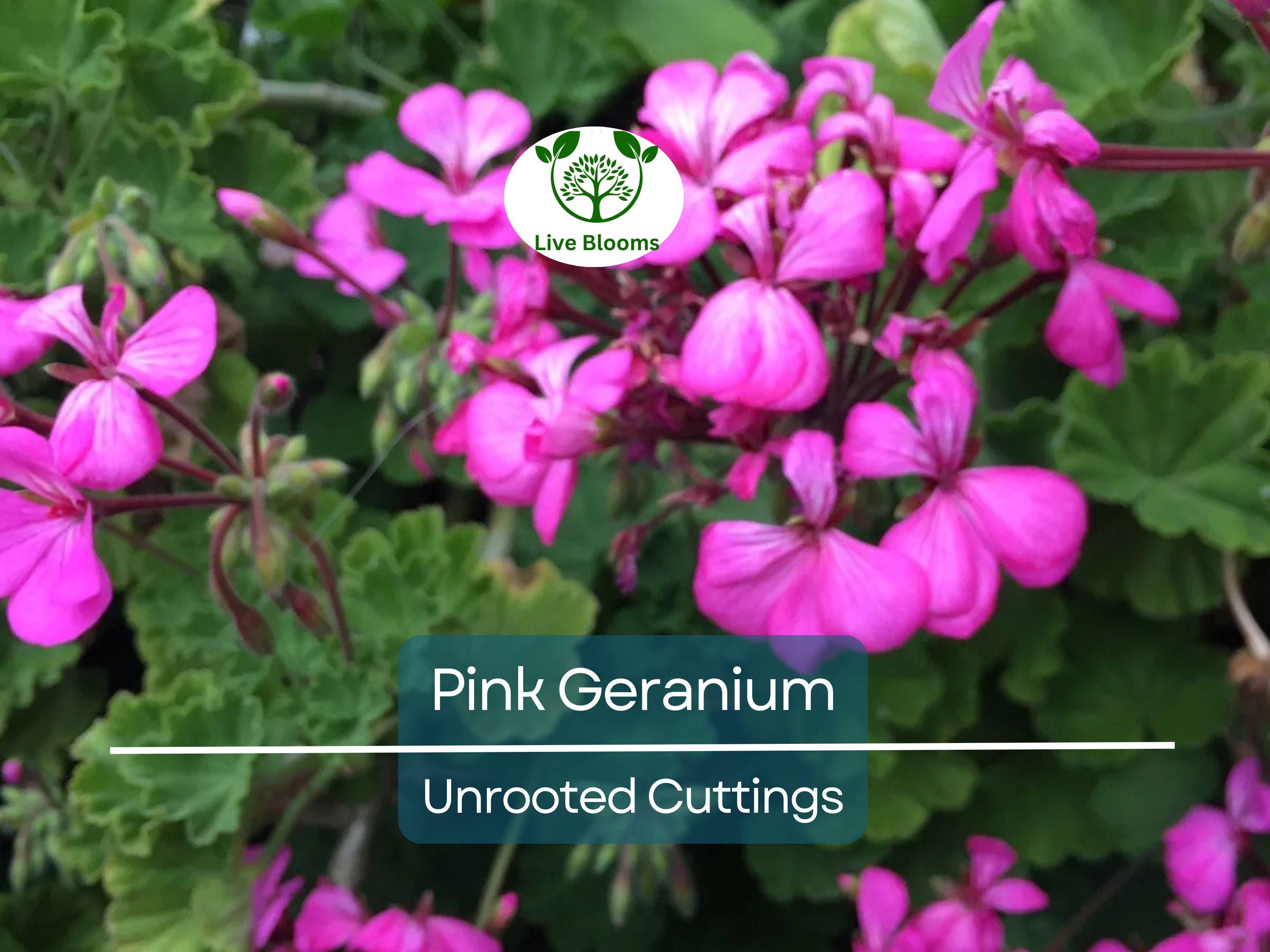12 Hardy Fragrant Pink Flower Geranium Unrooted Cuttings - Ideal for Propagation, Container Plants, Garden Borders, and Pollinator-Friendly