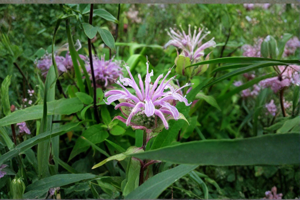 Wild Bergamot – Monarda fistulosa 100 Seeds | Native Perennial | Pollinator Favorite | Fragrant Herb