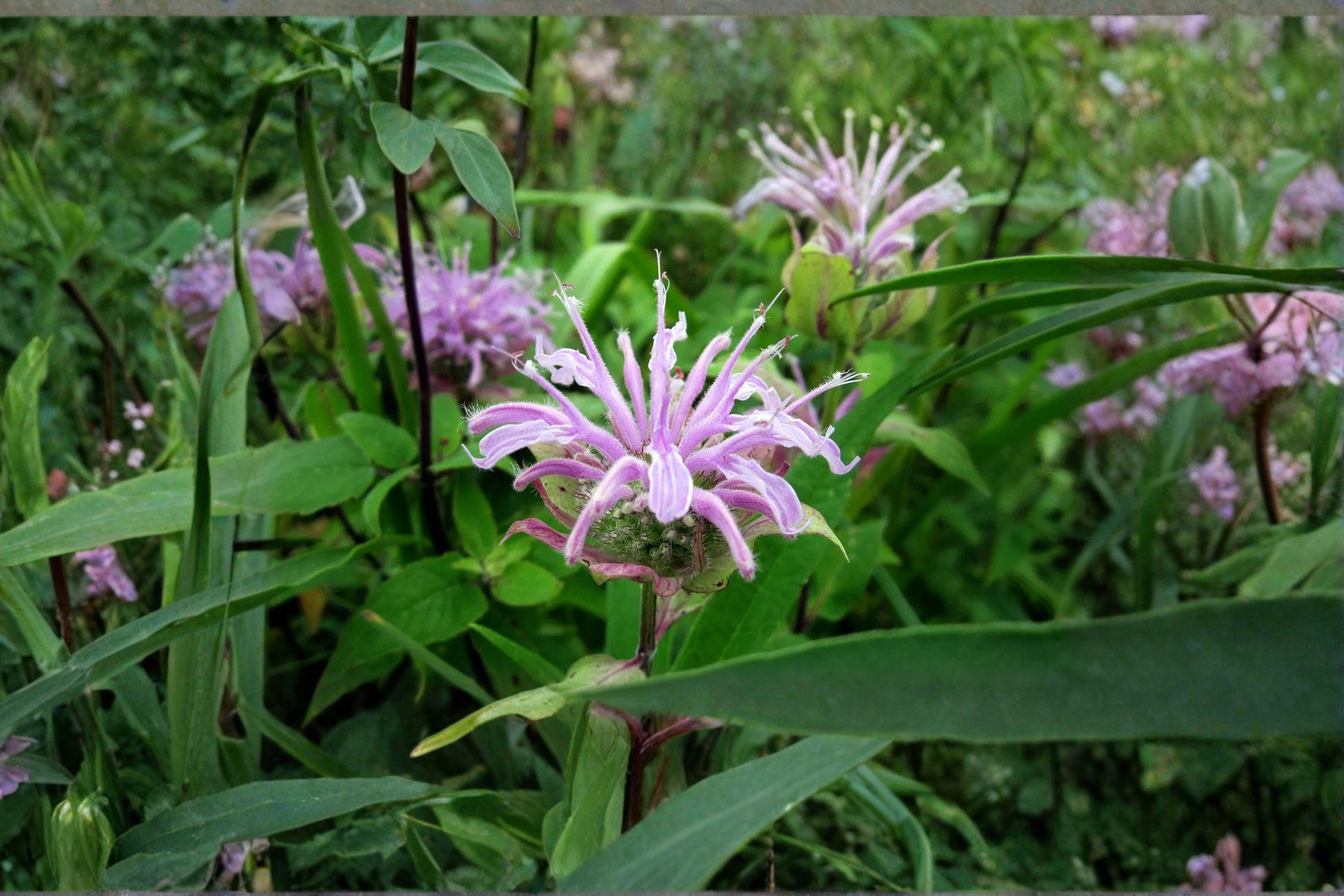 Wild Bergamot – Monarda fistulosa 100 Seeds | Native Perennial | Pollinator Favorite | Fragrant Herb