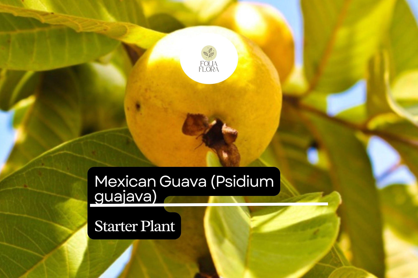 1 Starter Plant Mexican Guava (Psidium guajava) Fruit Tree 1’-2’ Live Tropical Tree