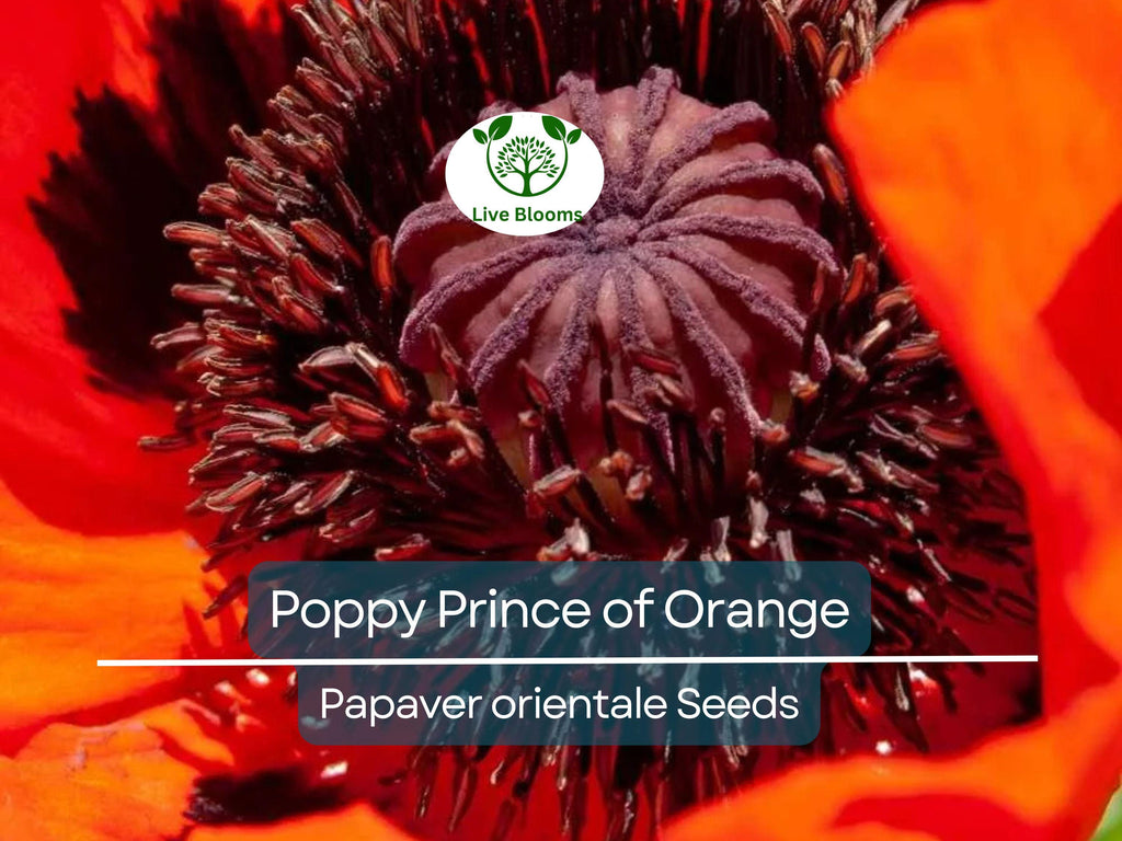 500 Seeds Oriental Poppy ‘Prince of Orange’ – Papaver orientale – Non-GMO Perennial Red-Orange Blooms for Pollinators & Cut Flowers