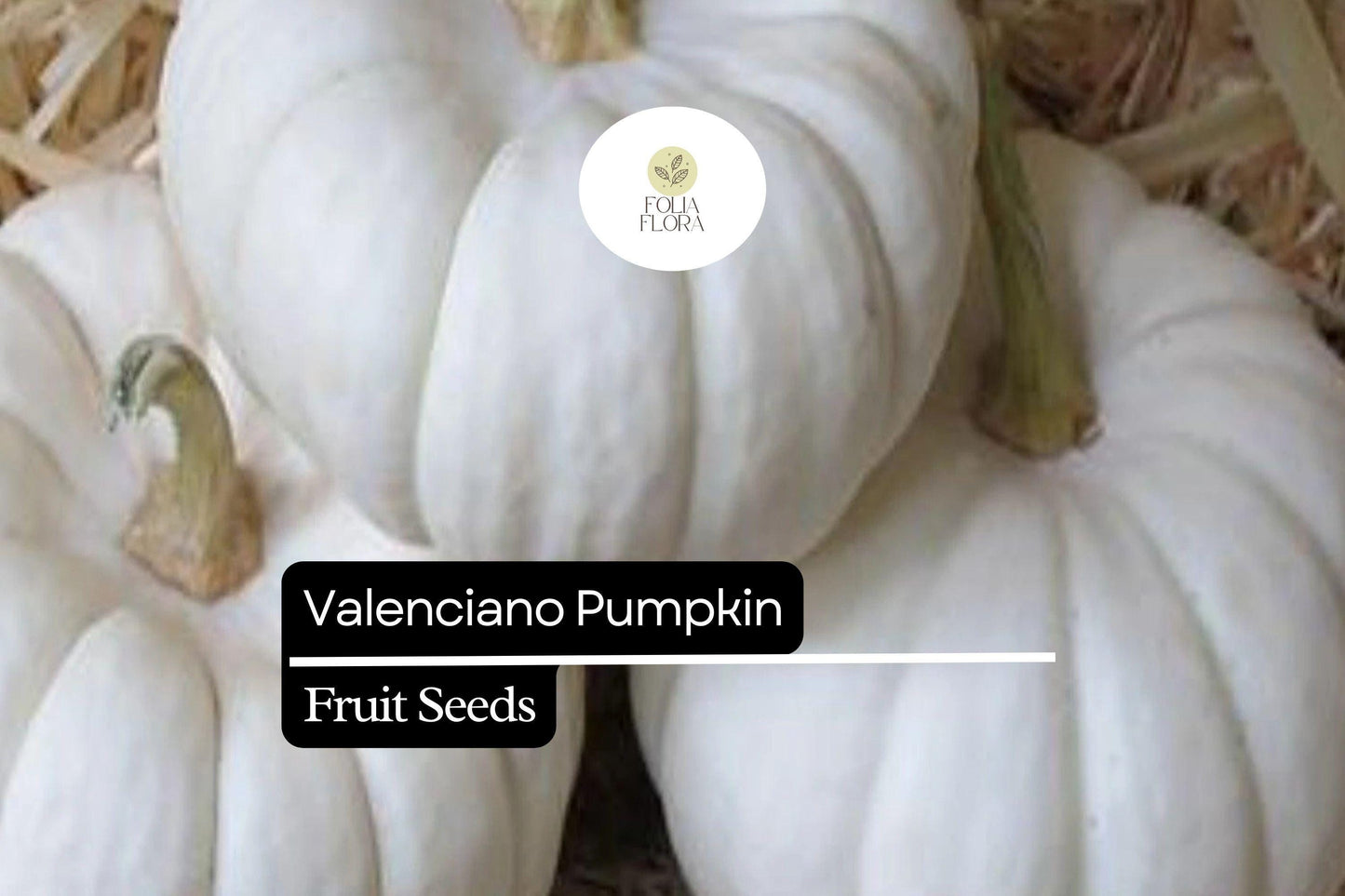 5 Seeds Valenciano Pumpkin (Cucurbita pepo) – Classic White Heirloom Pumpkin for Decoration & Cooking