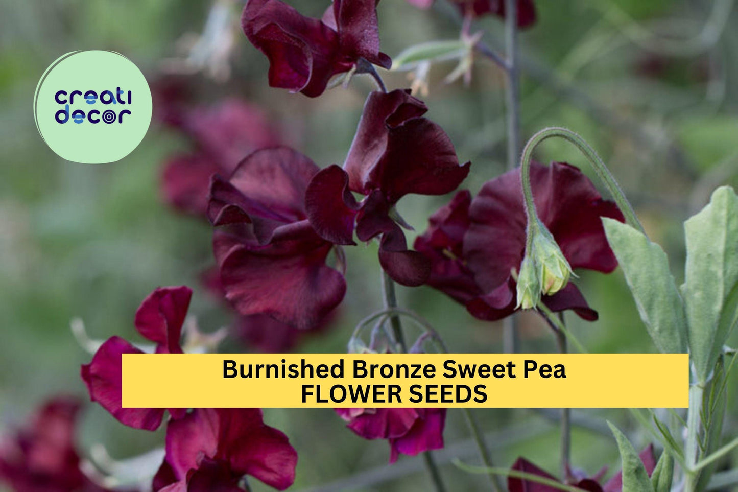 50+ Burnished Bronze Sweet Pea Seeds – Unique Copper-Toned Fragrant Blooms for Garden Planting, Climbing Vines for Trellises – USA