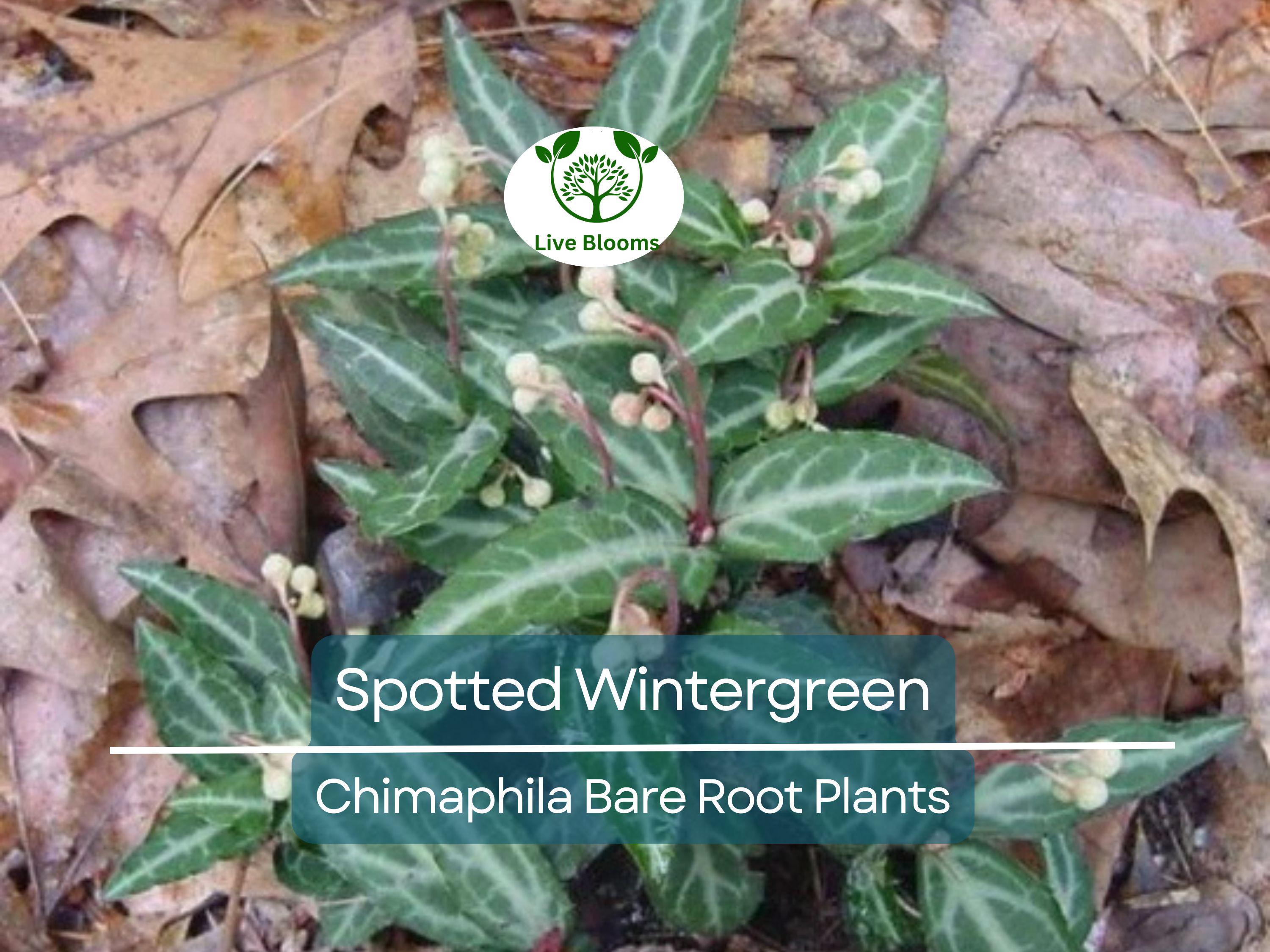 10 Spotted Wintergreen Plants – Bare Root Chimaphila maculata – Native Evergreen Groundcover for Shade & Woodland Gardens