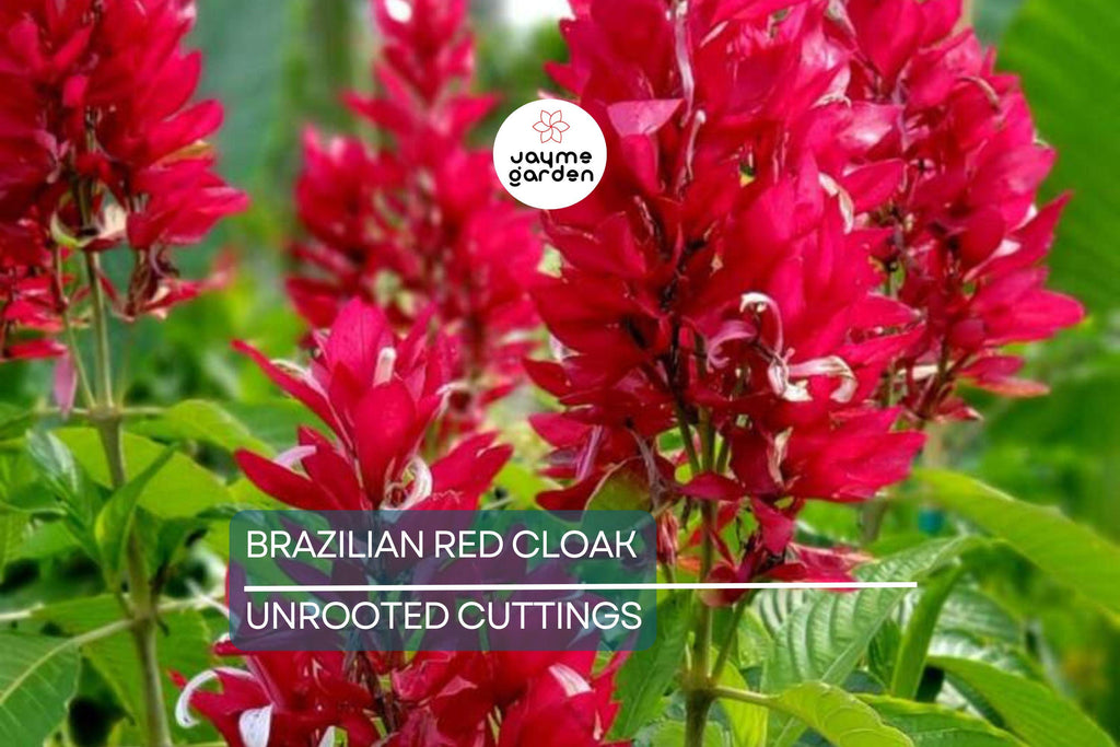 Brazilian Red Cloak 7 Fresh Cuttings – Easy to Root Exotic Shrub
