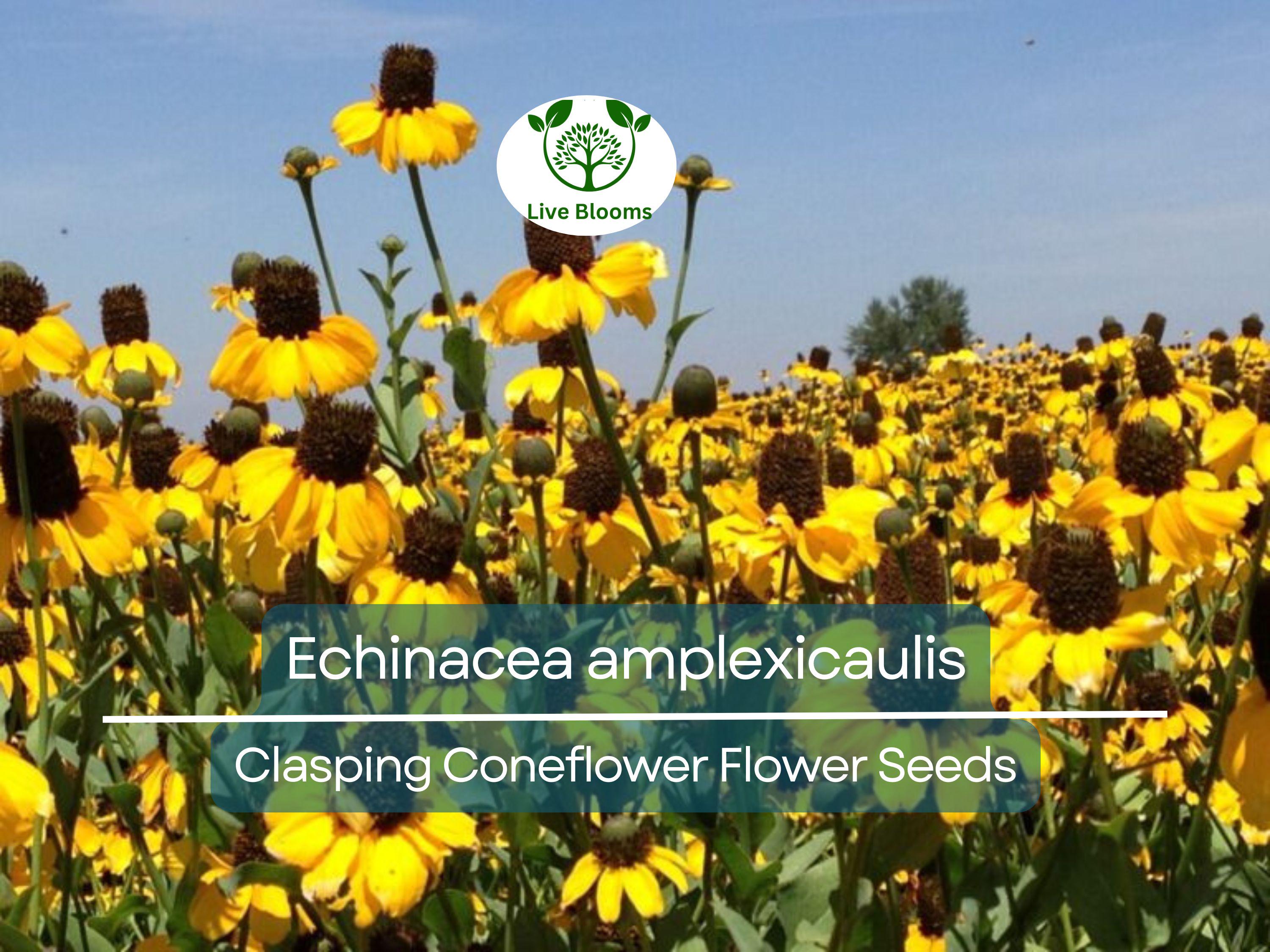 200 Seeds Clasping Coneflower (Echinacea amplexicaulis) - Hardy Perennial Wildflower, Attracts Pollinators, Easy to Grow, Ideal for Gardens