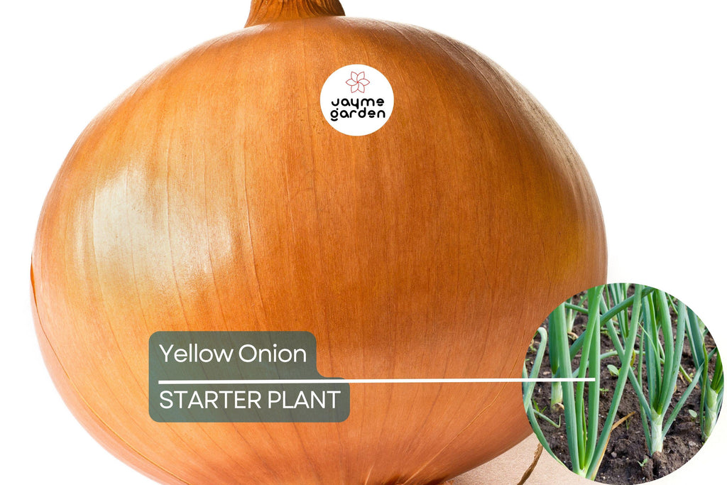 Yellow Onion Sets – Naturally Grown, Non-GMO | 8 oz. (40-60 Bulbs) | Stuttgarter Variety | Easy to Grow & Store | Shipping Now