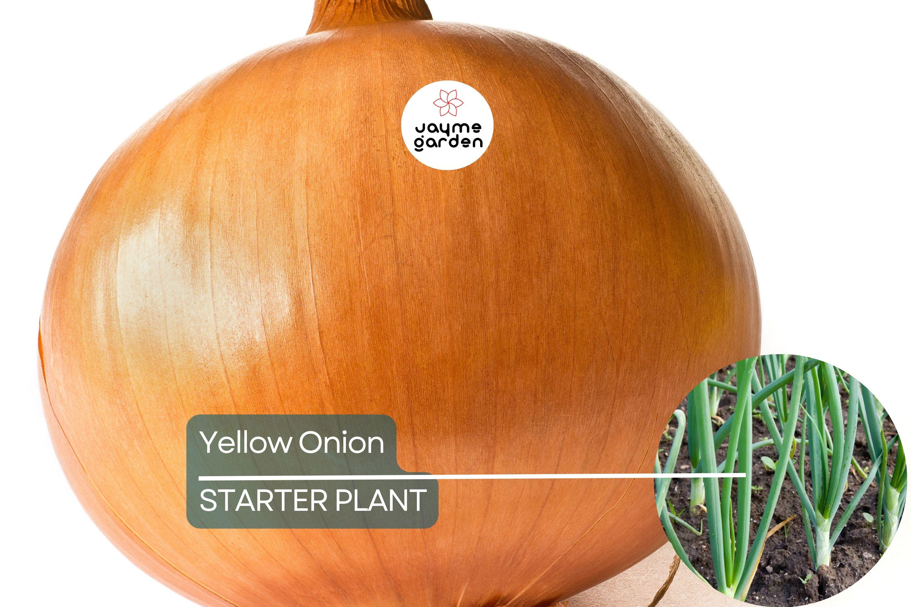 Yellow Onion Sets – Naturally Grown, Non-GMO | 8 oz. (40-60 Bulbs) | Stuttgarter Variety | Easy to Grow & Store | Shipping Now