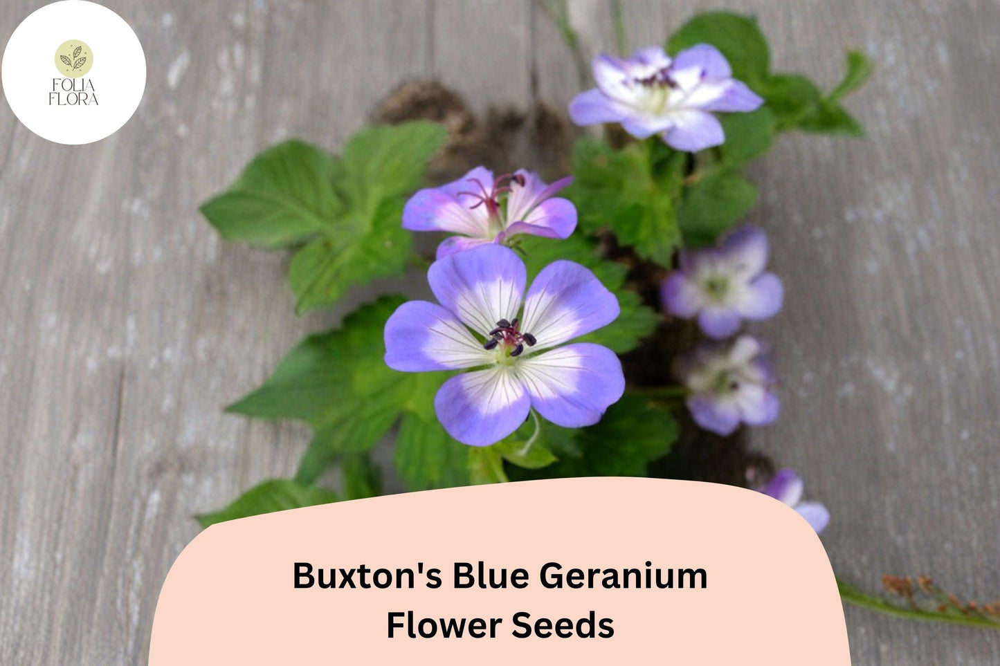 25+ Buxton’s Blue Geranium Seeds | Hardy Perennial Blue Cranesbill | Long-Blooming Garden Flower