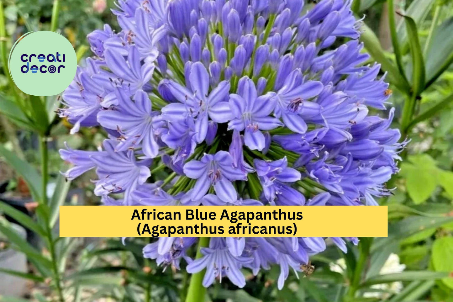 African Blue Agapanthus – Agapanthus africanus – Live Plant 6–8” Tall – Hardy Perennial Flower – Blue Lily of the Nile