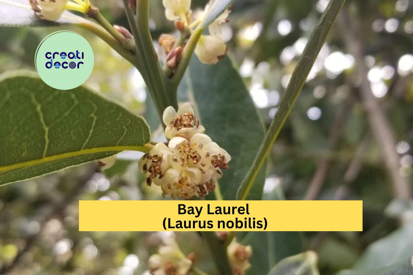 Bay Laurel Tree Cuttings | 5 Live Stem Cuttings for Propagation | Culinary Herb Plant for Indoor Pots or Outdoor Garden Growing