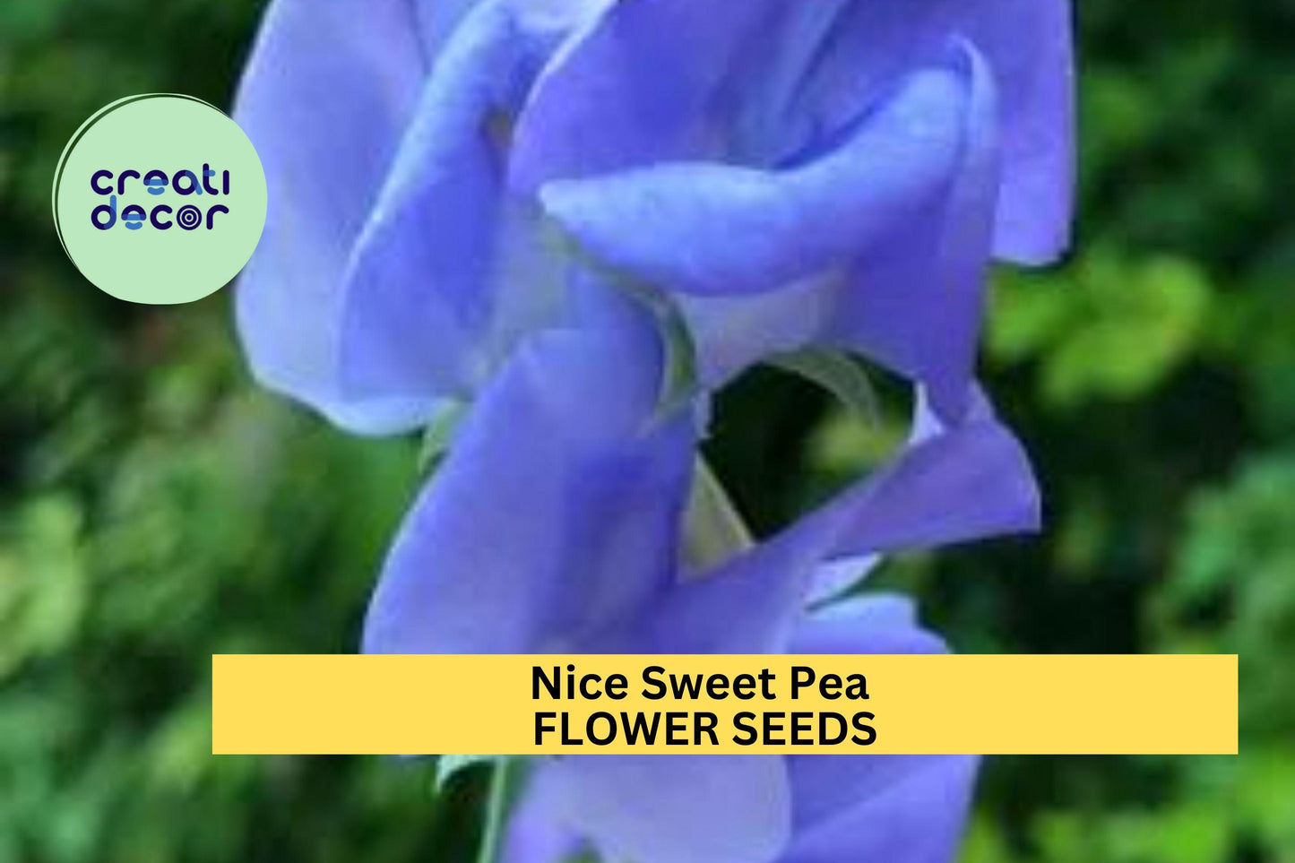 50+ Nice Sweet Pea Seeds – Fragrant Bi-Color Pink & Lavender Blooms for Garden Planting, Climbing Vines for Trellises – USA