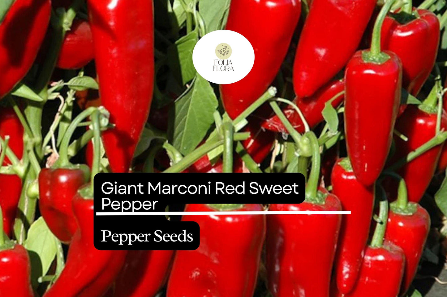 250mg Giant Marconi Red Sweet Pepper Seeds Capsicum annuum | High Yield, Non-GMO, Sweet & Smoky Flavor for Grilling and Roasting