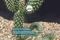 Opuntia Fulgida Cactus - 2 Fresh Cuttings (6-9 Inches) | Chain Fruit Cholla | Treated with Rootone for Easy Rooting