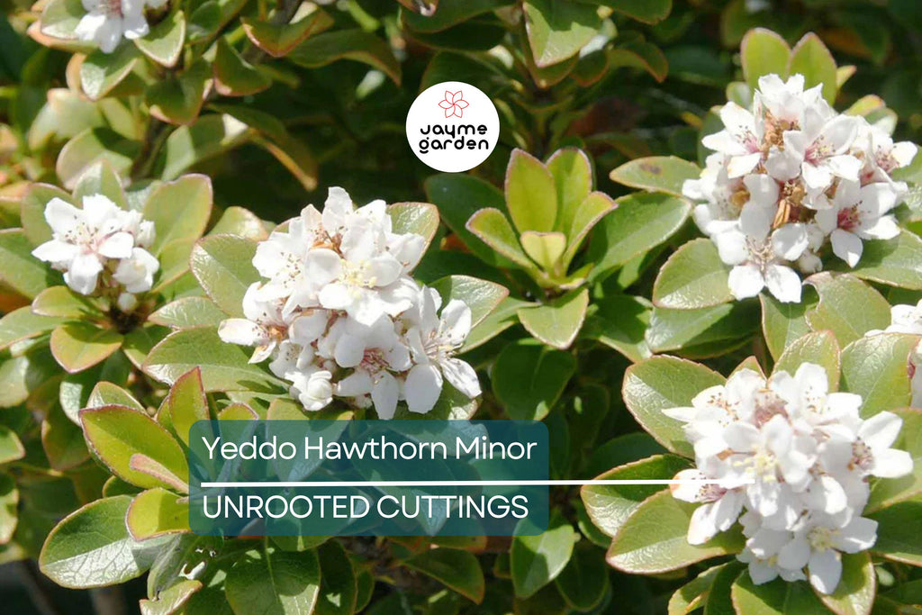 Super Rare Yeddo Hawthorn Minor - 5 Fresh Cuttings for Rooting or Grafting - Unique Ornamental Plant