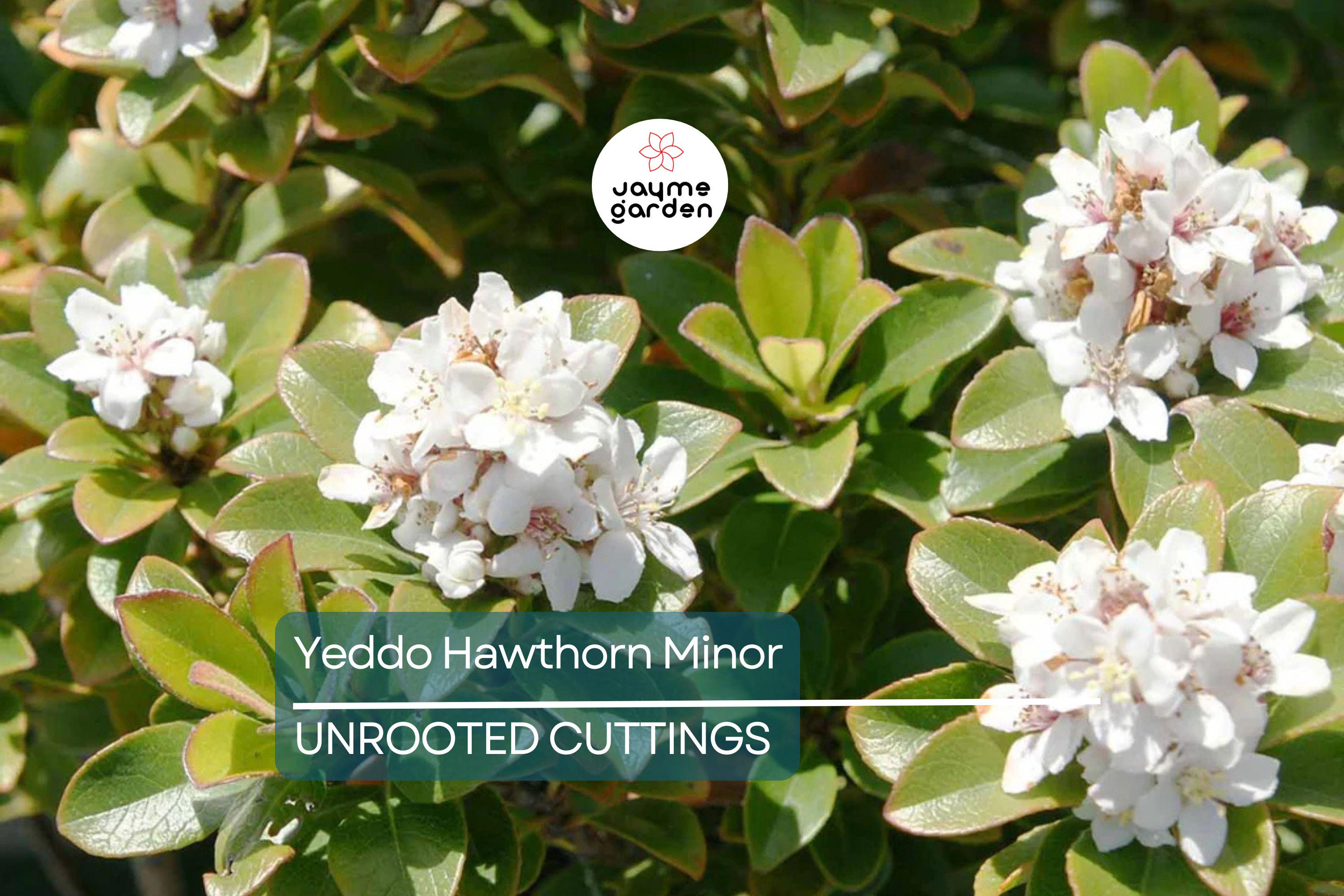Super Rare Yeddo Hawthorn Minor - 5 Fresh Cuttings for Rooting or Grafting - Unique Ornamental Plant