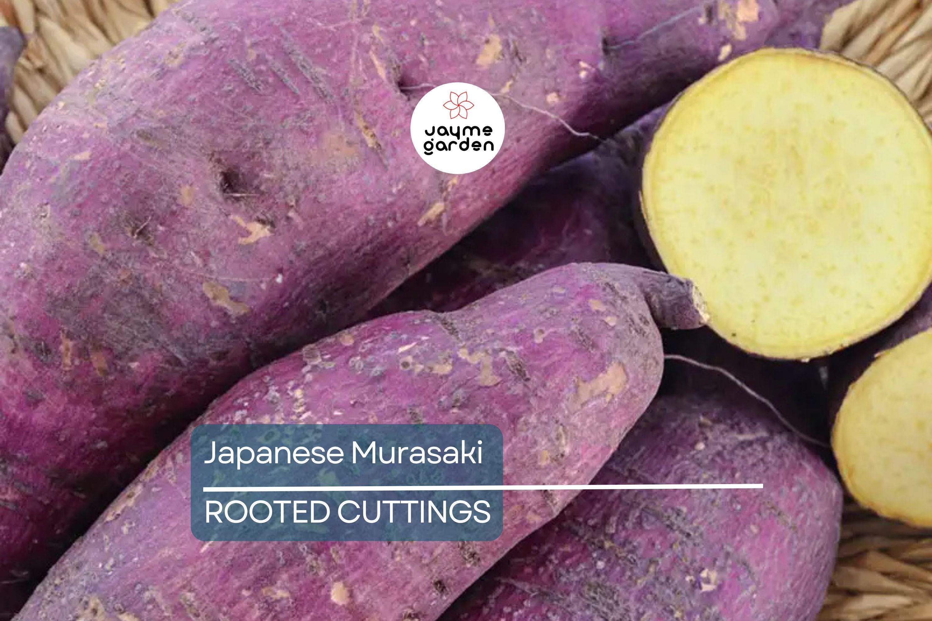 20 Japanese Murasaki Sweet Potato Vines | Rooted Cuttings | Red Skin Yellow Flesh | High Yield | Easy to Grow |