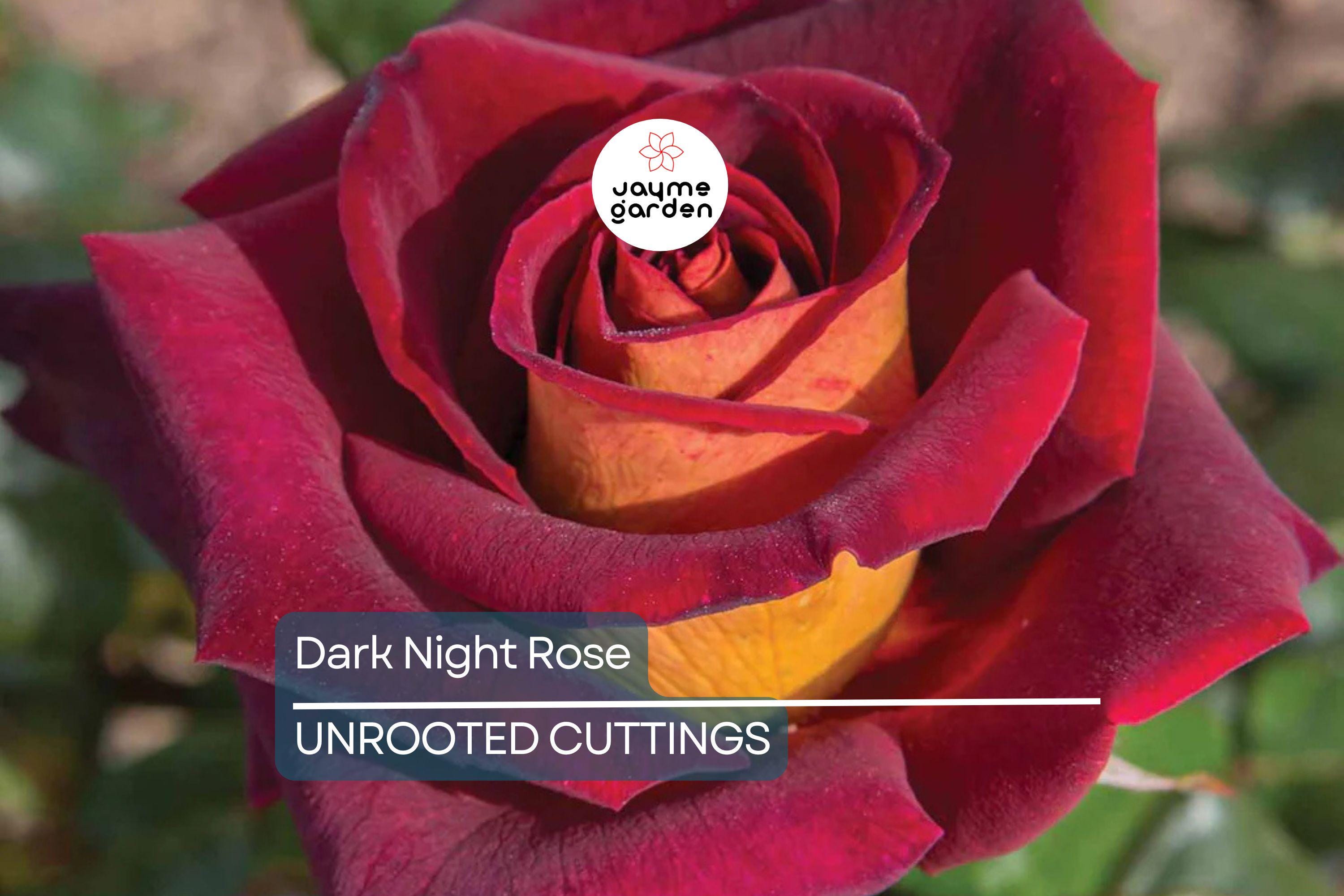 4 Dark Night Rose Cuttings Red & Pink Blooming Bush Perennial (6” Tall)