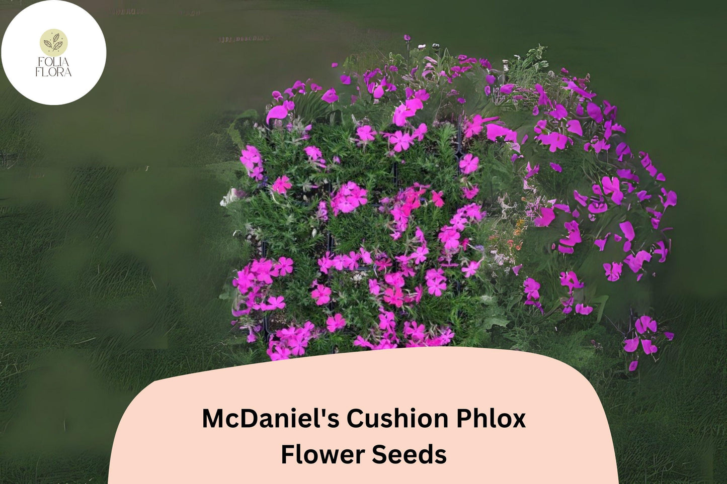 100+ McDaniel's Cushion Phlox Seeds – Creeping Groundcover Flowers, Phlox subulata