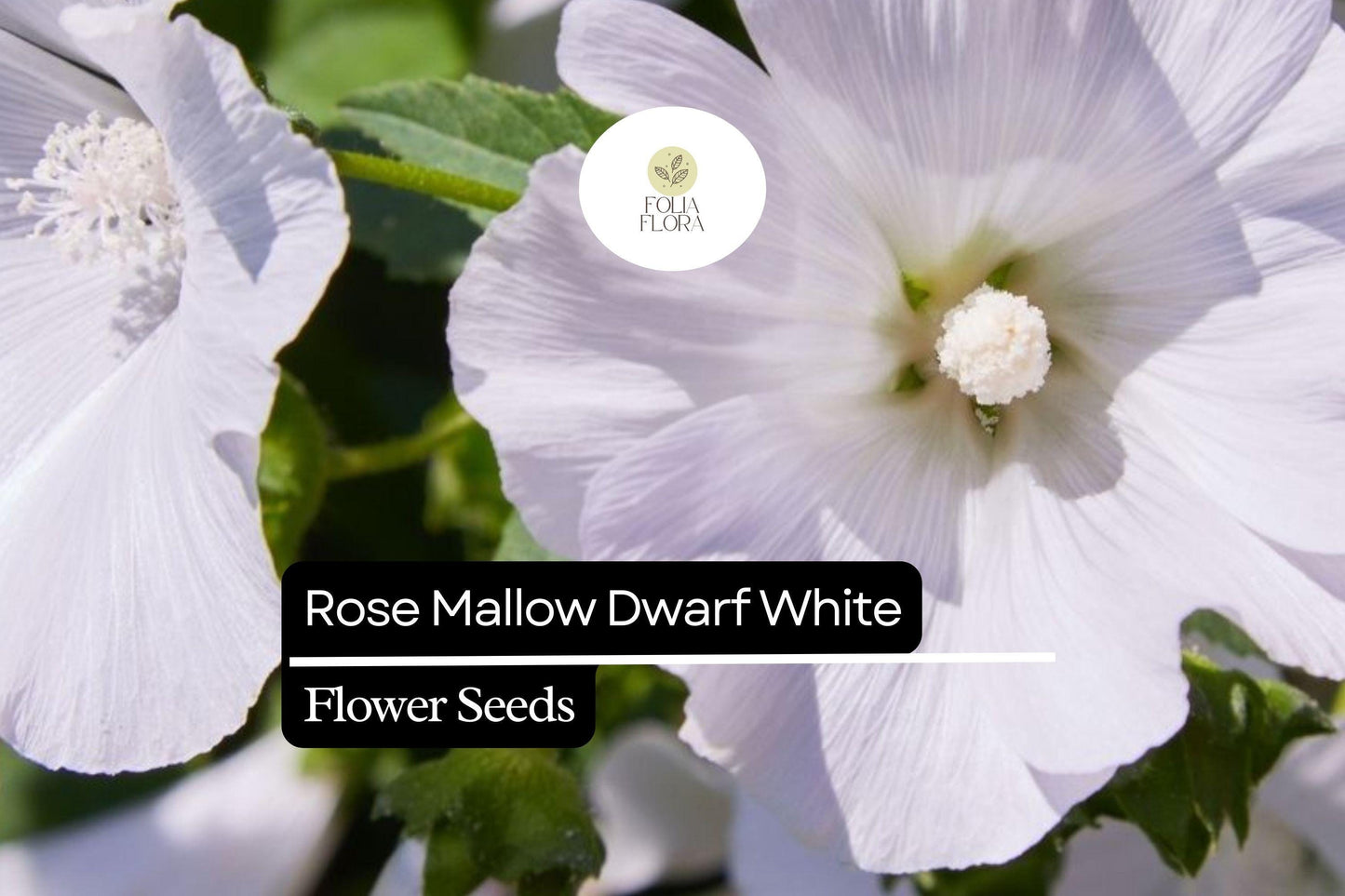 250mg Rose Mallow Dwarf White Seeds (Hibiscus moscheutos) - Compact Hardy Perennial Blooms