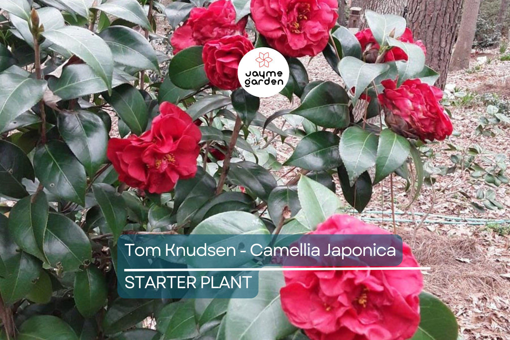 Tom Knudsen Camellia Japonica Starter Plant 8-12" | Unique Bloom | Live Well-Rooted Evergreen Shrub | USDA Zones 7-10