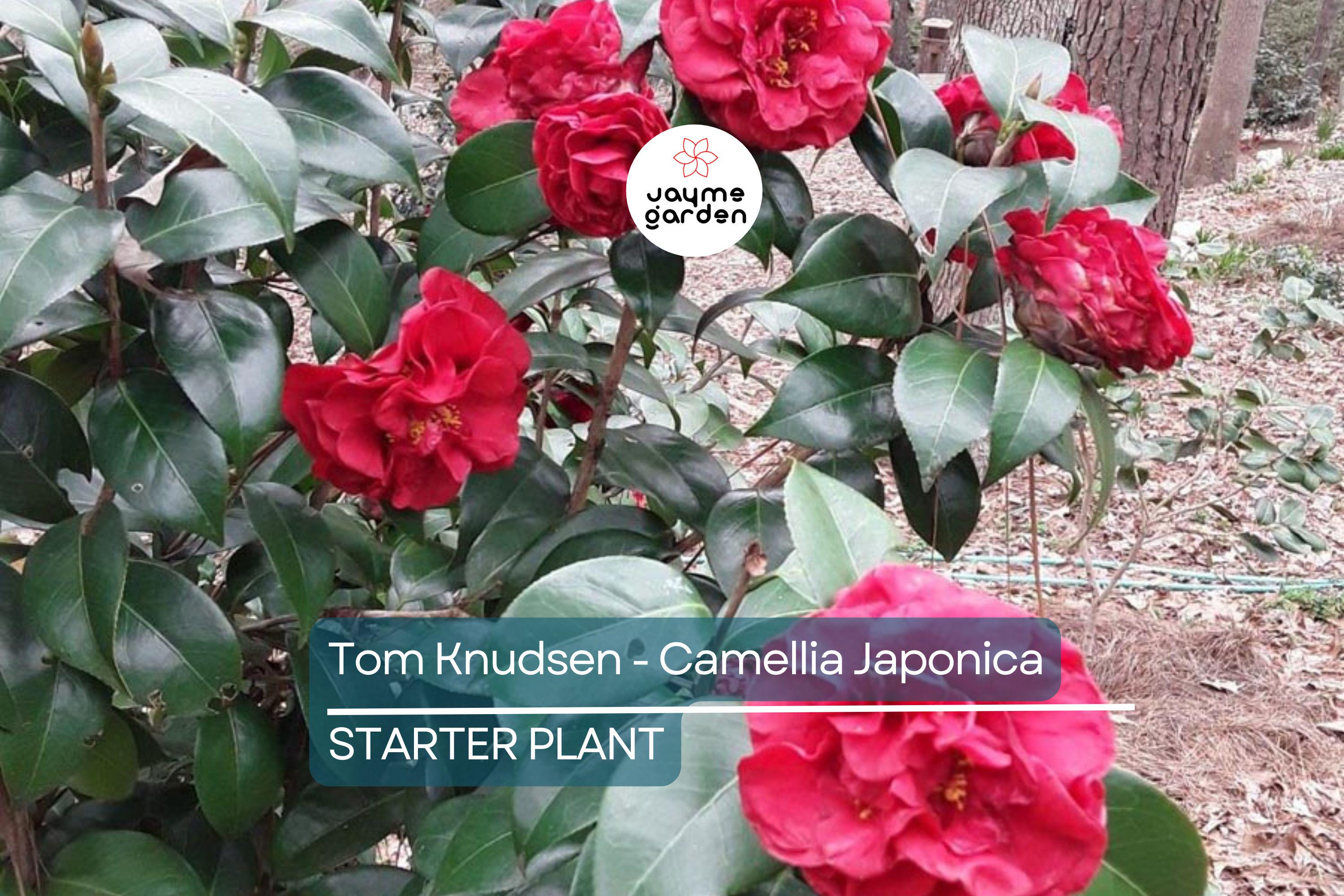 Tom Knudsen Camellia Japonica Starter Plant 8-12" | Unique Bloom | Live Well-Rooted Evergreen Shrub | USDA Zones 7-10