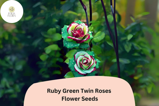 20 Ruby Green Twin Rose Seeds | Rare Contrasting Bloom | Unique Garden Rose Variety | Easy to Grow | Flower Seeds for Planting