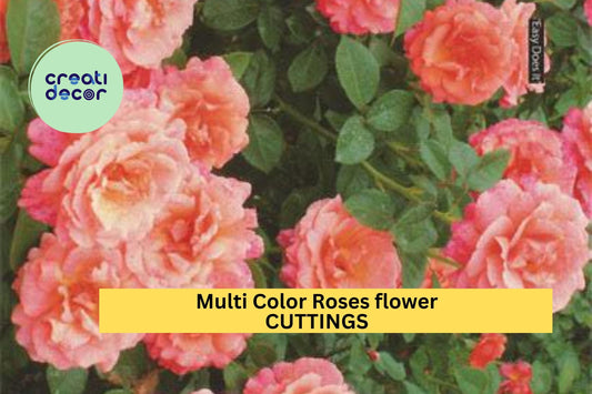 2 Multicolor Rose Plant Cuttings – Fresh Unrooted Stems for Propagation – Vibrant Mixed Bloom Rose Variety – Garden Starter – USA
