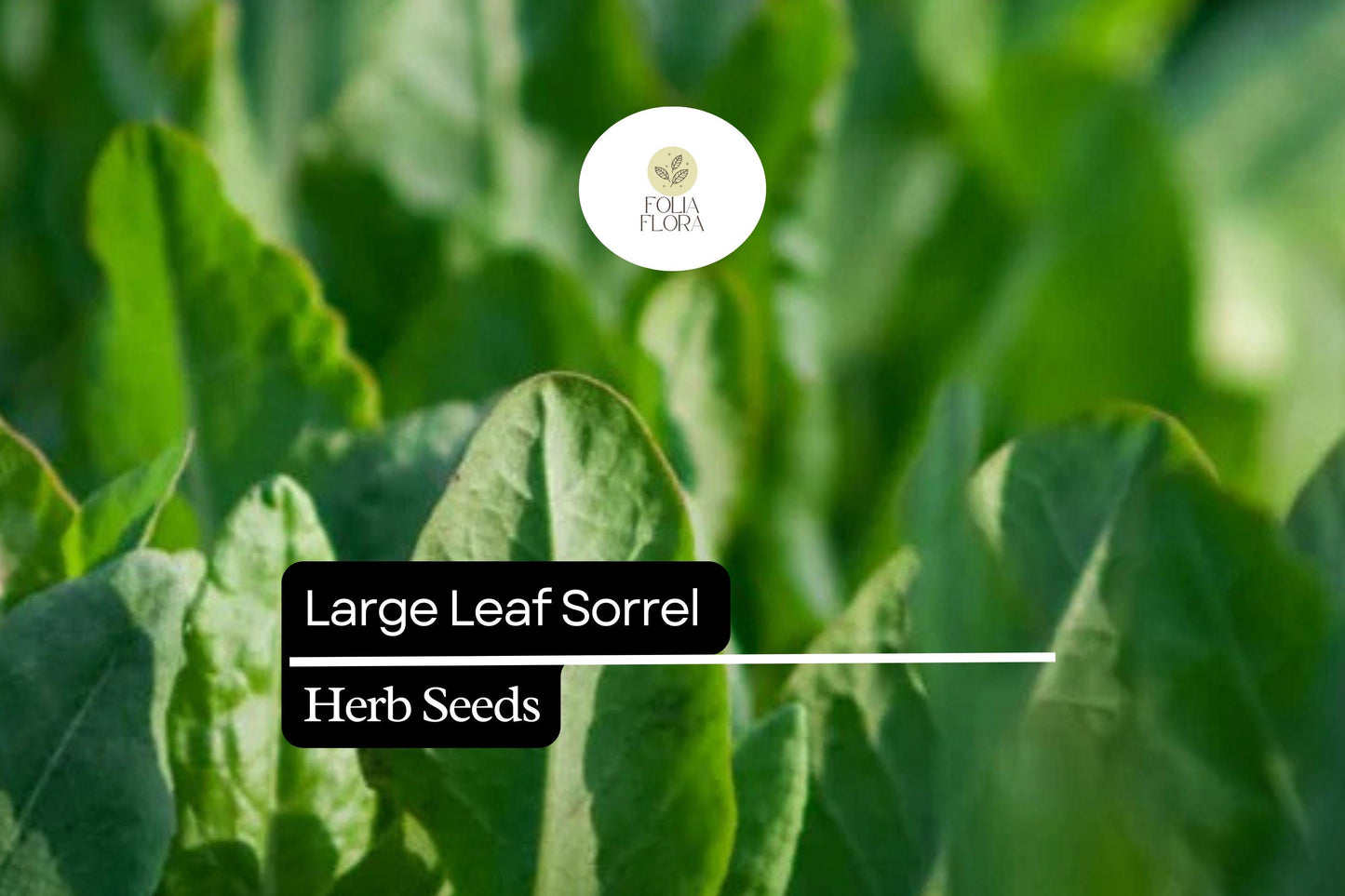 400 Seeds Large Leaf Sorrel (Rumex acetosa) – Healthy Perennial Herb for Fresh Greens