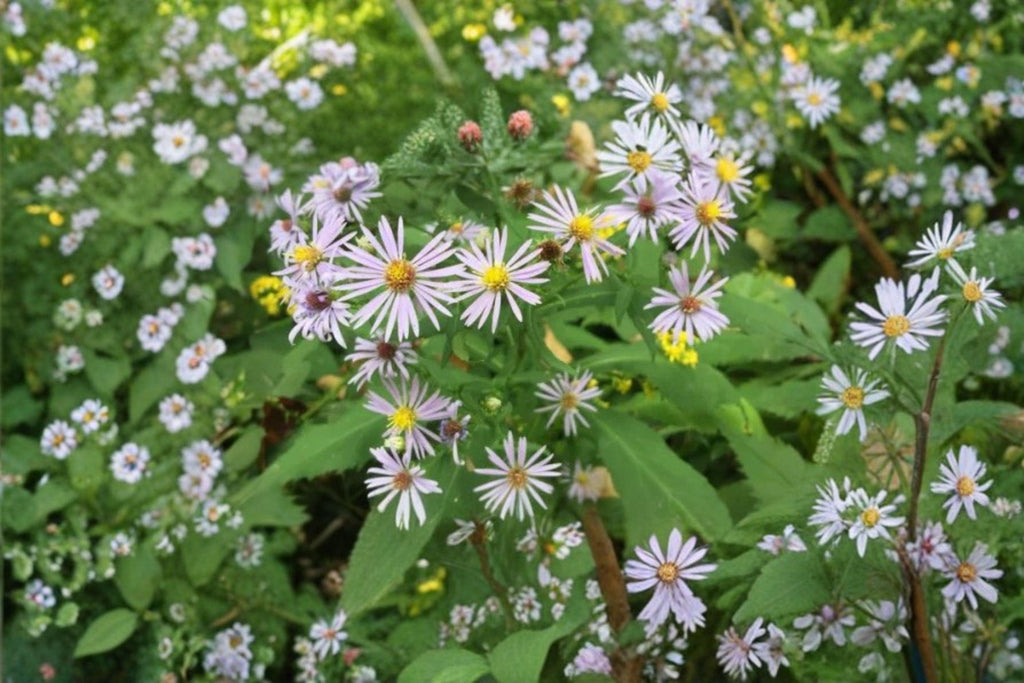 Symphyotrichum prenanthoides – Crooked-stemmed Aster | 100 Seeds | Native Blue Aster Wildflower | Pollinator Garden Plant