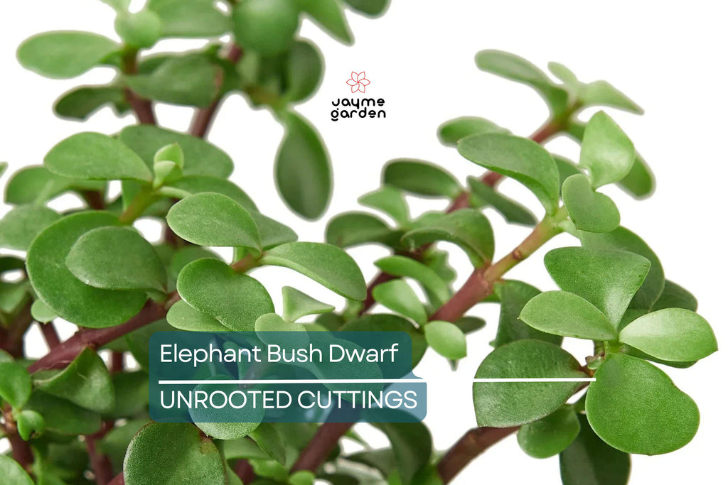 Elephant Bush (Portulacaria Afra) | 11 Fresh Cuttings (7-12”) | Dwarf Jade Succulent | Green & Red Stems | Easy to Grow |