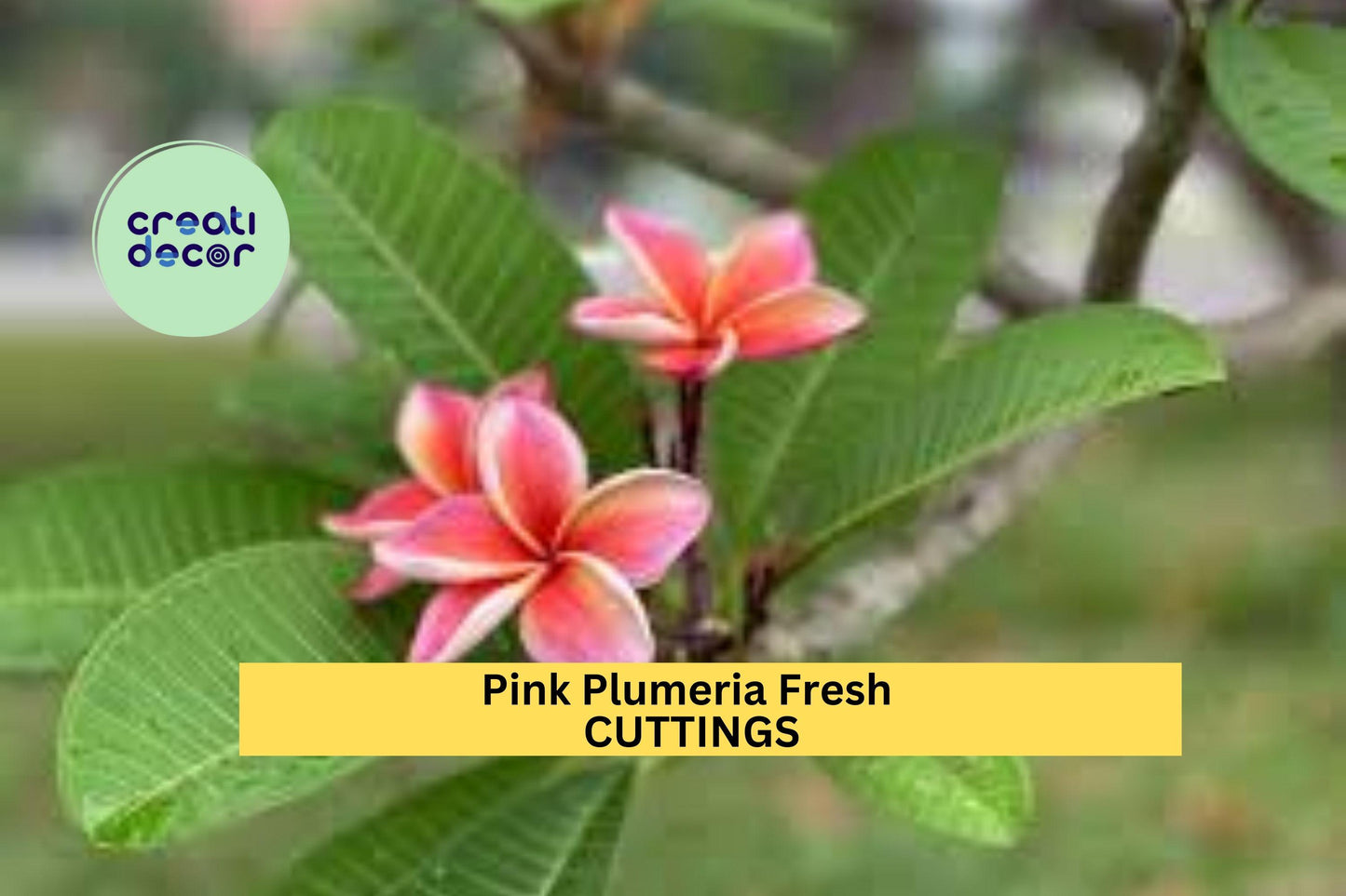3 Pink Plumeria Cuttings – 10" Unrooted Single-Head Stems | Plumeria rubra Tropical Flower for Pots, Planters, or Garden Borders